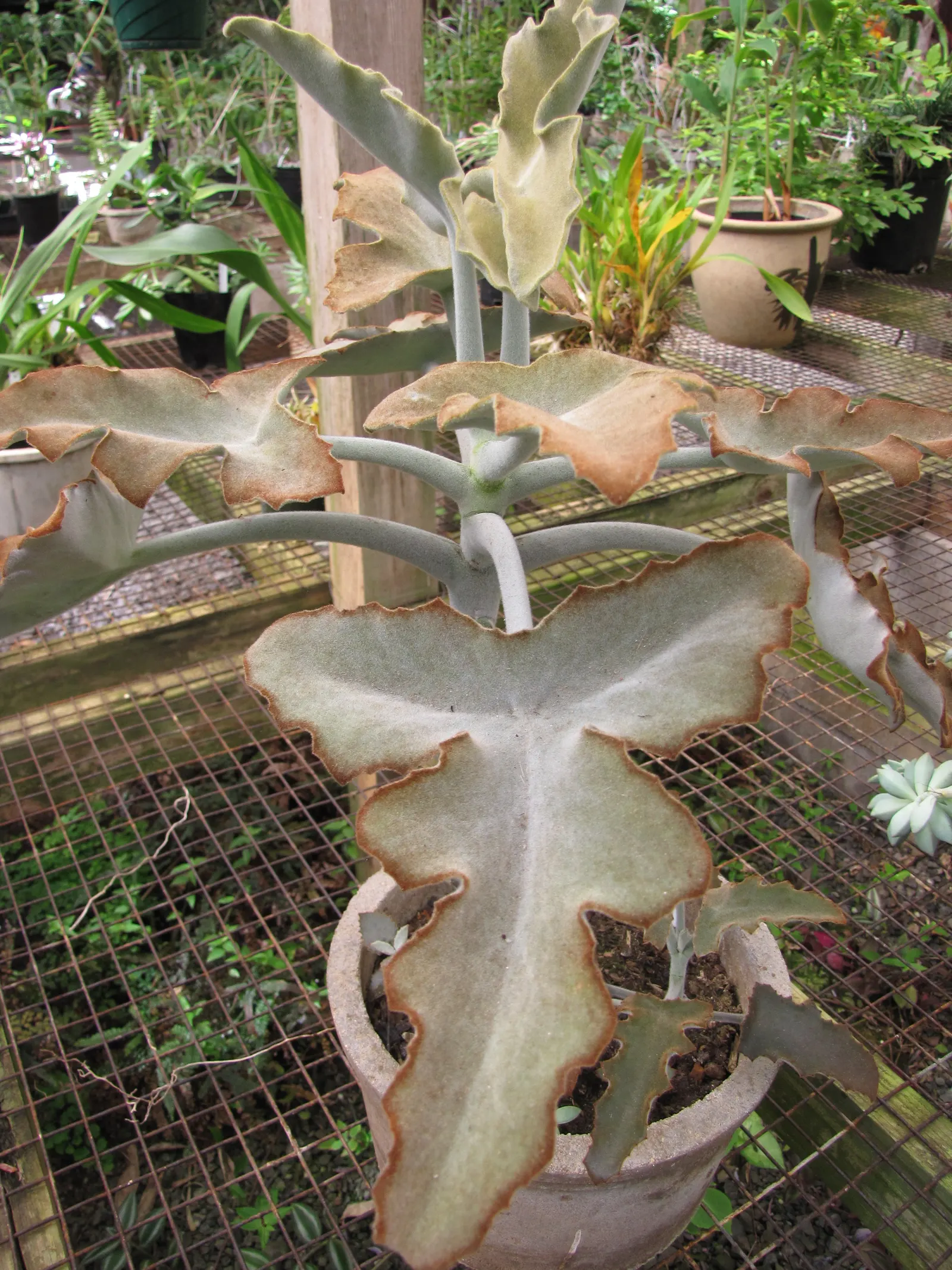 Felt Plant Or Bush, Velvetleaf (Kalanchoe Beharensis) — Its mature foliage is olive green with a silvery-white sheen, due to fine hair-like, image 42