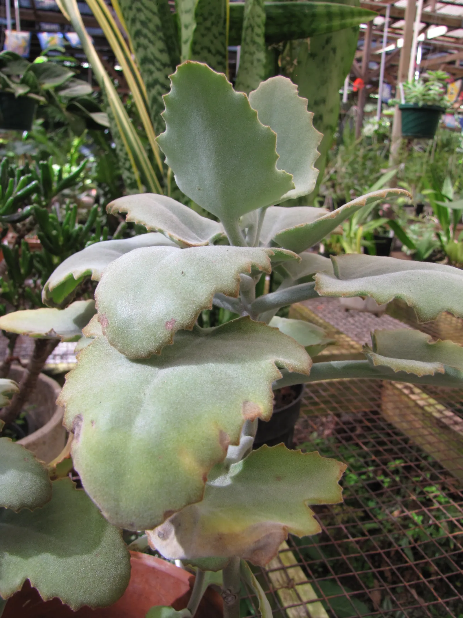 Felt Plant Or Bush, Velvetleaf (Kalanchoe Beharensis) — the foliage of the Kalanchoe beharensis is covered in a fine layer of felt-like hairs; some afternoon
