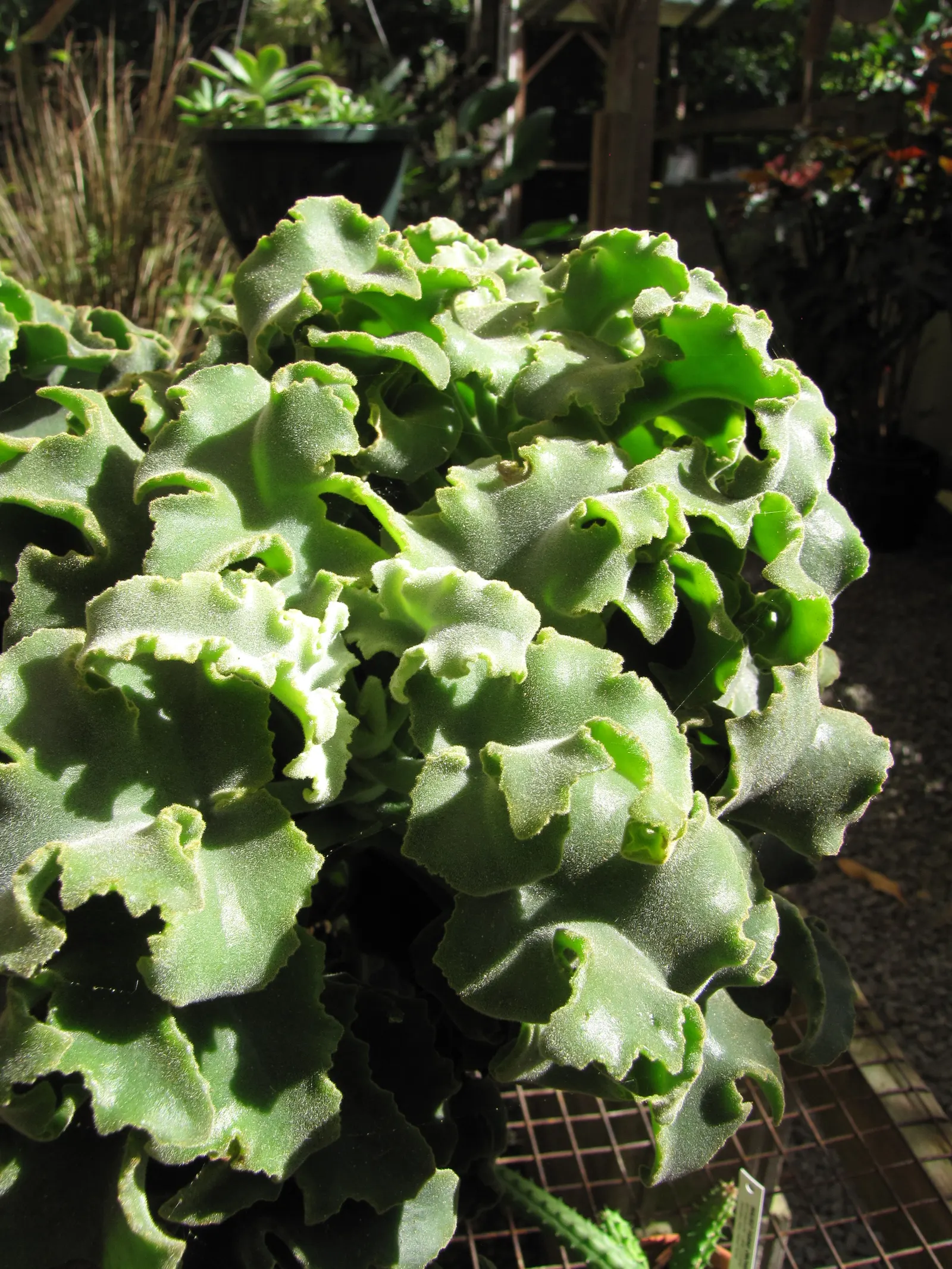 Felt Plant Or Bush, Velvetleaf (Kalanchoe Beharensis) — incorporating the Kalanchoe beharensis adds a stunning focal point with its unusual texture, image 37