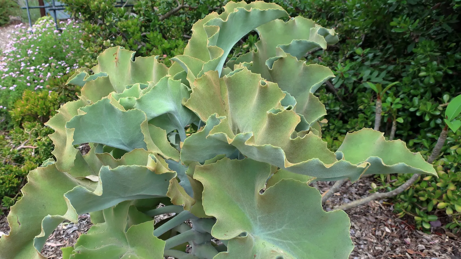Felt Plant Or Bush, Velvetleaf (Kalanchoe Beharensis) — is a distinctive succulent that lends both texture and a touch of the exotic to landscape, image 65