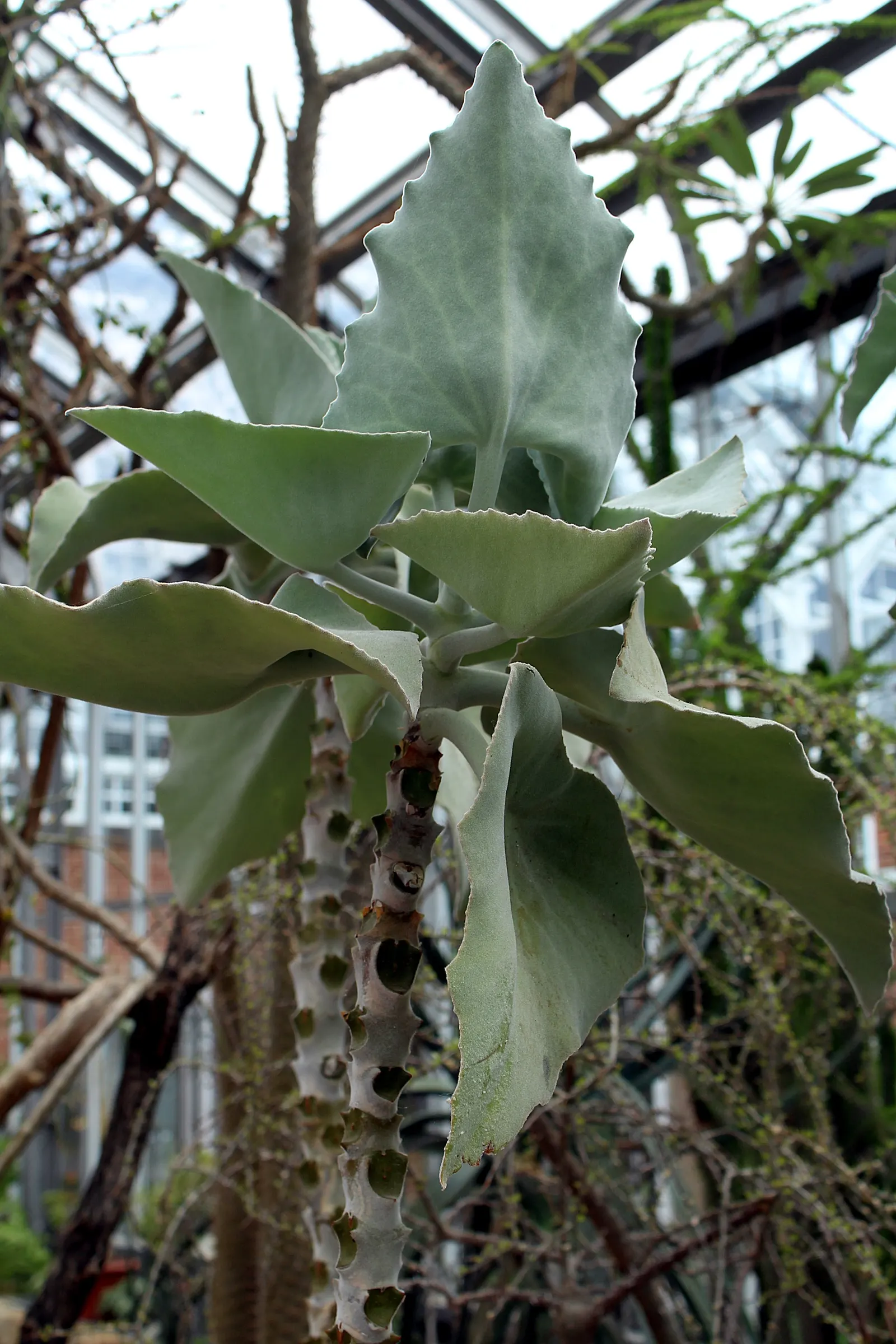 Felt Plant Or Bush, Velvetleaf (Kalanchoe Beharensis) — incorporating the Kalanchoe beharensis adds a stunning focal point with its unusual texture, image 56