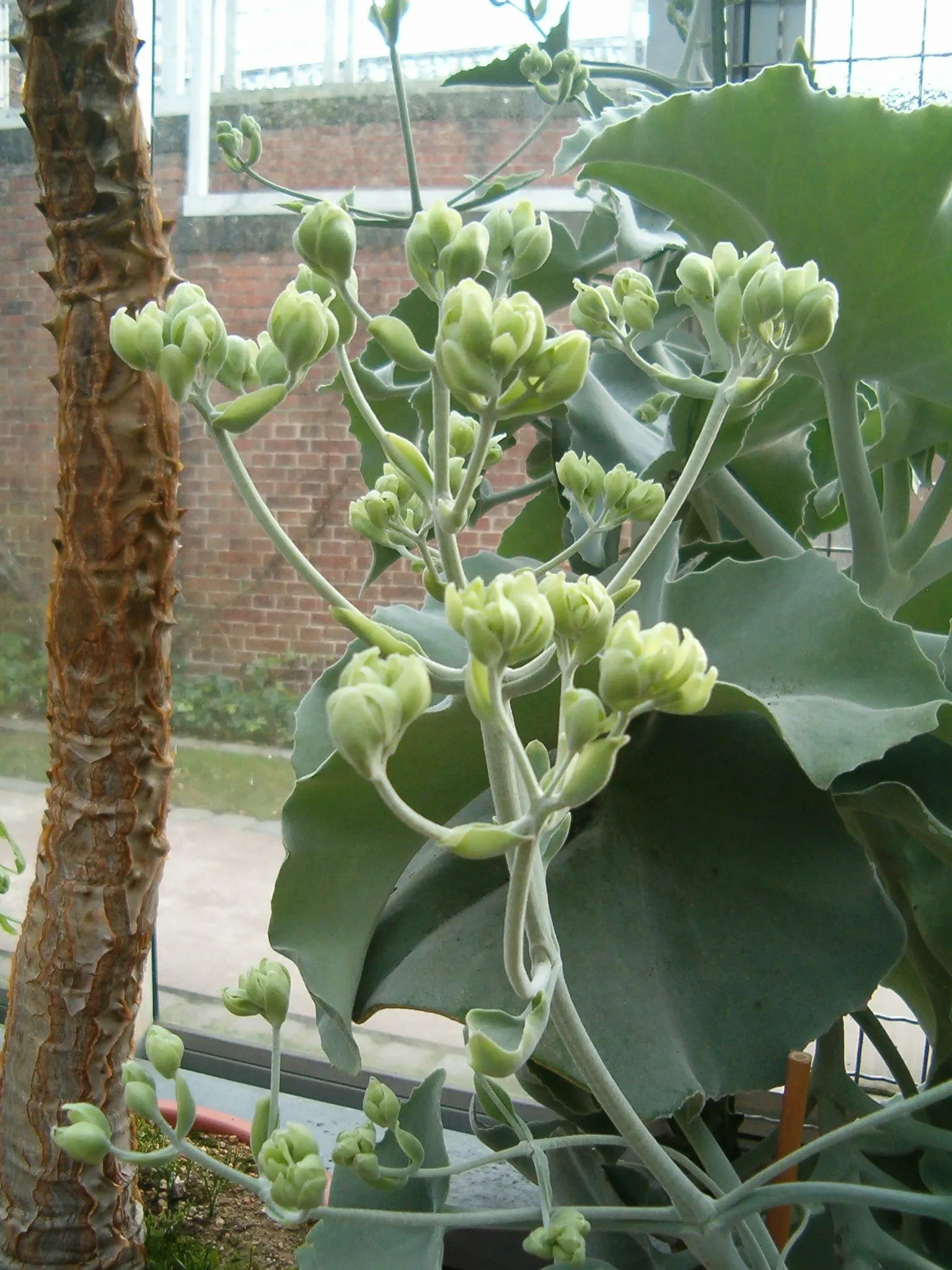 Felt Plant Or Bush, Velvetleaf (Kalanchoe Beharensis) — is a distinctive succulent that lends both texture and a touch of the exotic to landscape designs; full