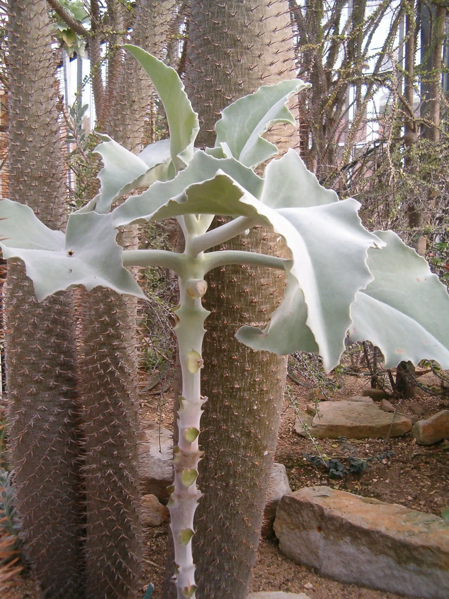 Felt Plant Or Bush, Velvetleaf (Kalanchoe Beharensis) — Its mature foliage is olive green with a silvery-white sheen, due to fine hair-like structures; tactile