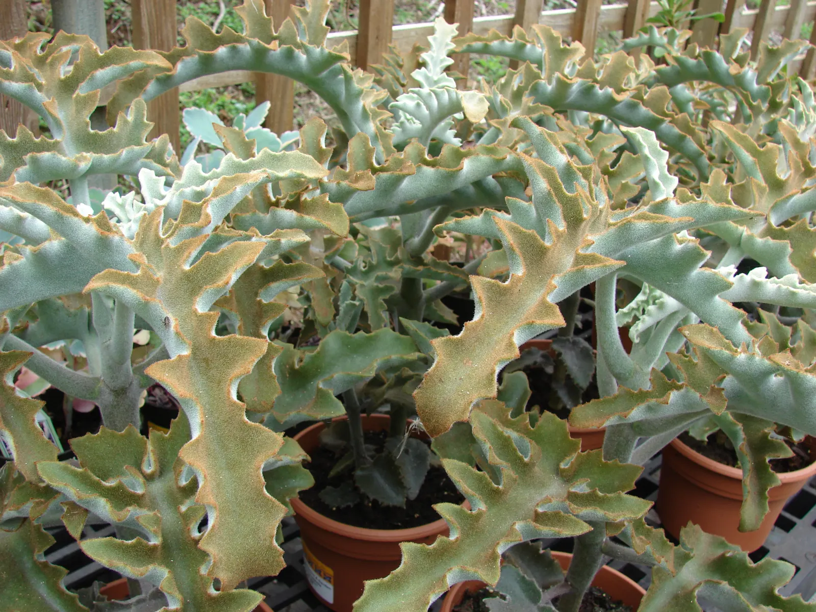 Felt Plant Or Bush, Velvetleaf (Kalanchoe Beharensis) — though in particularly hot climates