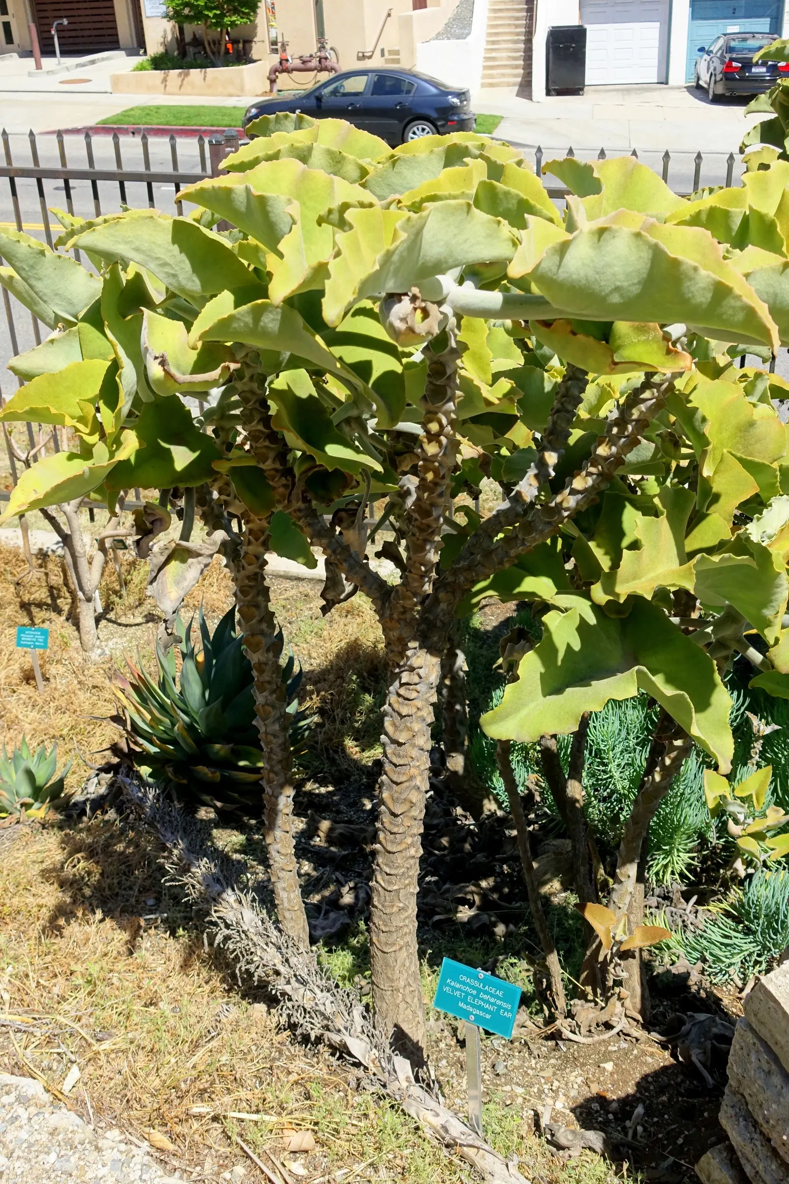 Felt Plant Or Bush, Velvetleaf (Kalanchoe Beharensis) — commonly known as Felt Plant or Velvetleaf; is a distinctive succulent that lends both, image 64
