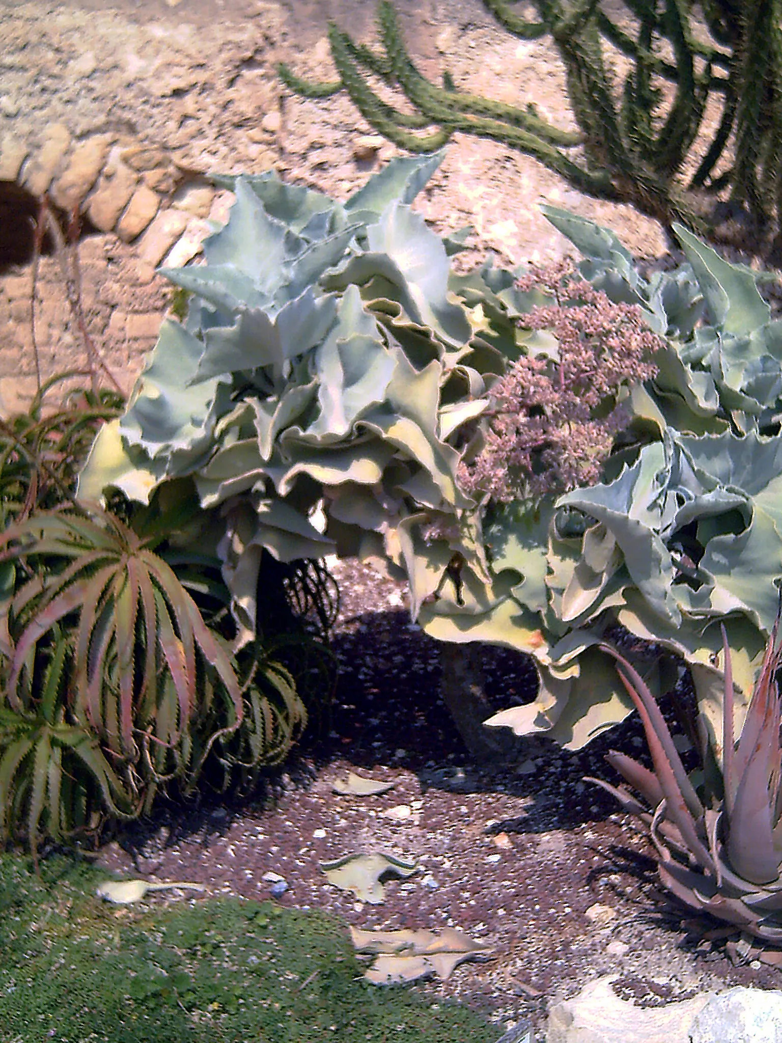 Felt Plant Or Bush, Velvetleaf (Kalanchoe Beharensis) — commonly known as Felt Plant or Velvetleaf; is a distinctive succulent that lends both, image 45