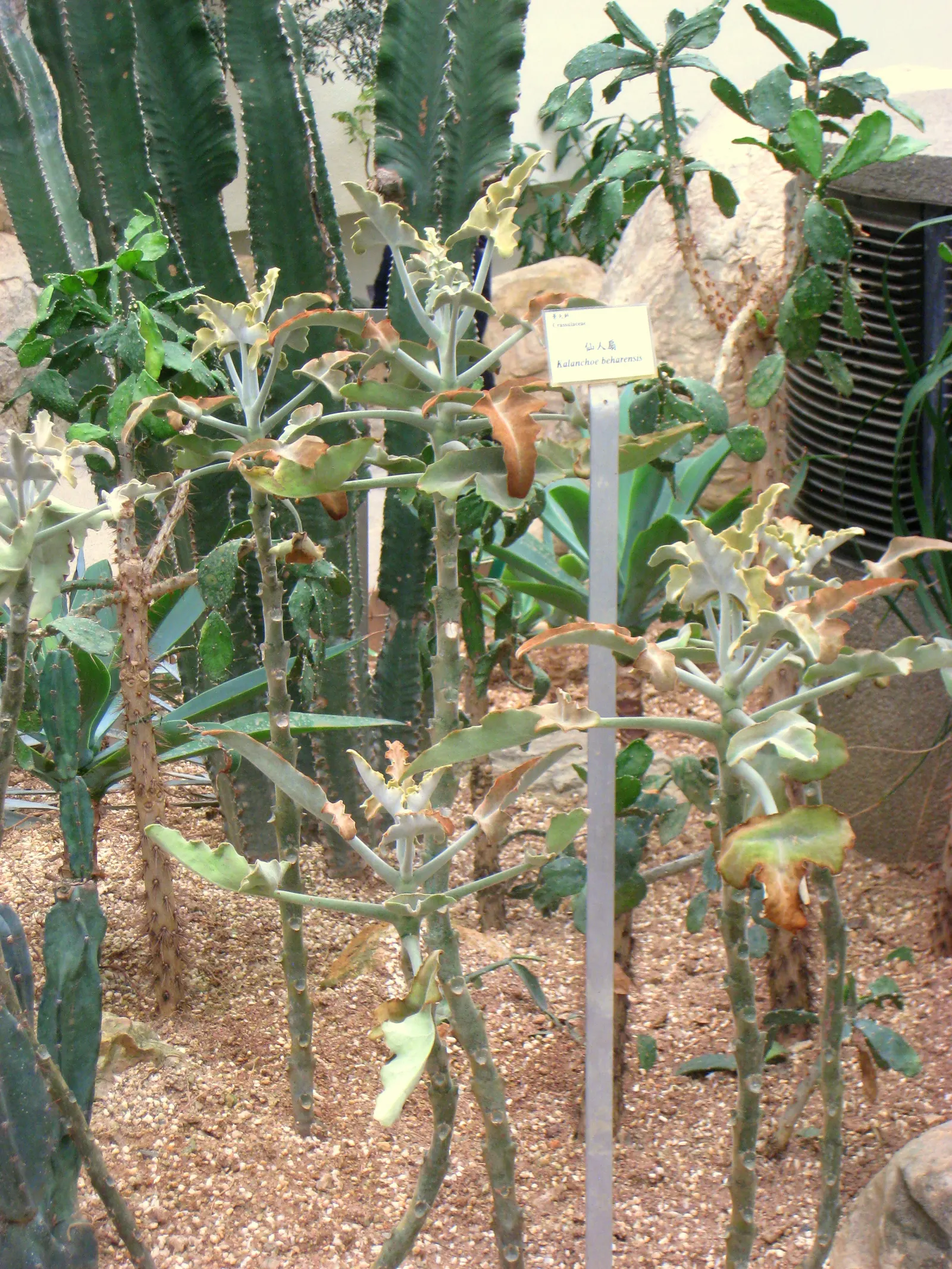Felt Plant Or Bush, Velvetleaf (Kalanchoe Beharensis) — Full sun to partial shade will yield the best growth results; commonly known as Felt Plant, image 53