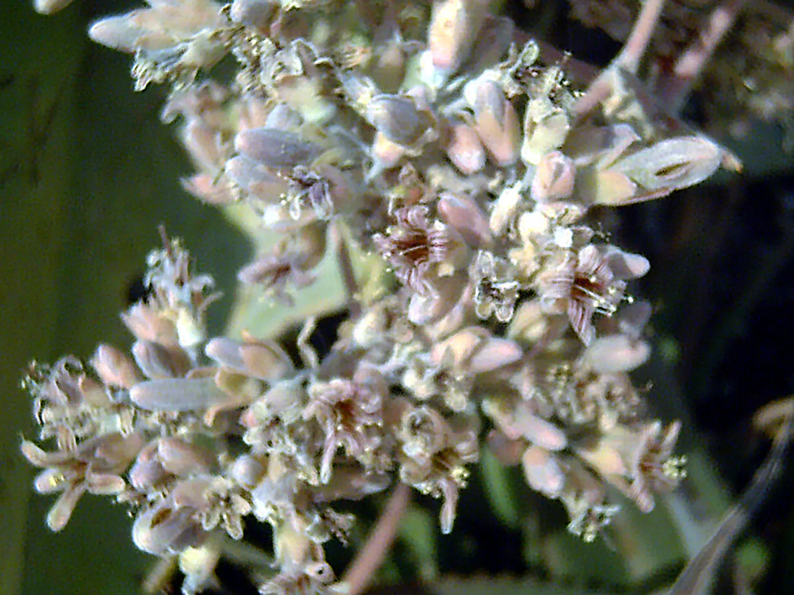 Felt Plant Or Bush, Velvetleaf (Kalanchoe Beharensis) — commonly called Felt Plant or Velvet Leaf; its mature foliage is olive green with a, image 39