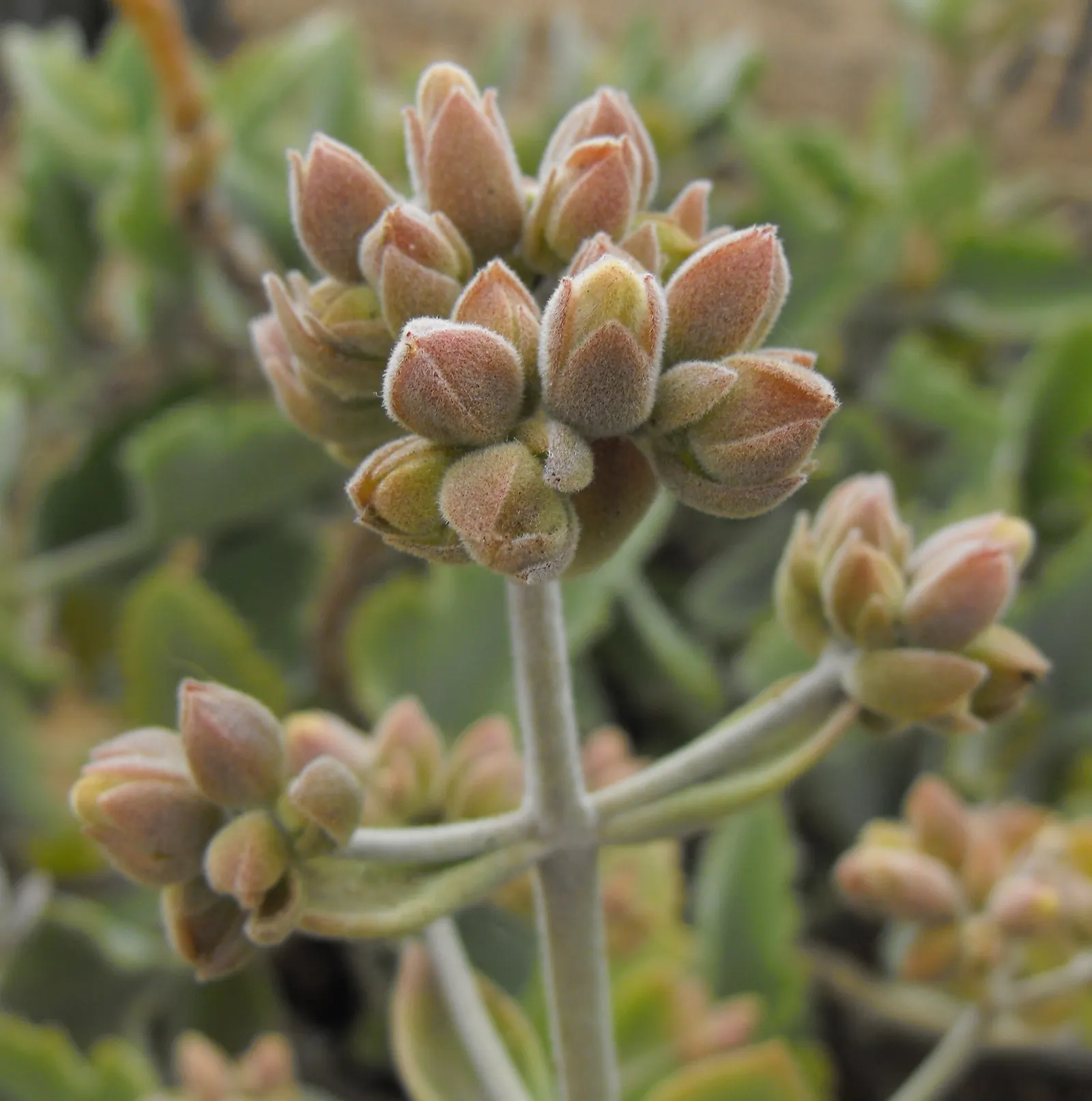 Felt Plant Or Bush, Velvetleaf (Kalanchoe Beharensis) — The olive-green leaves with brown or silver-gray markings are often crinkled or folded, image 70