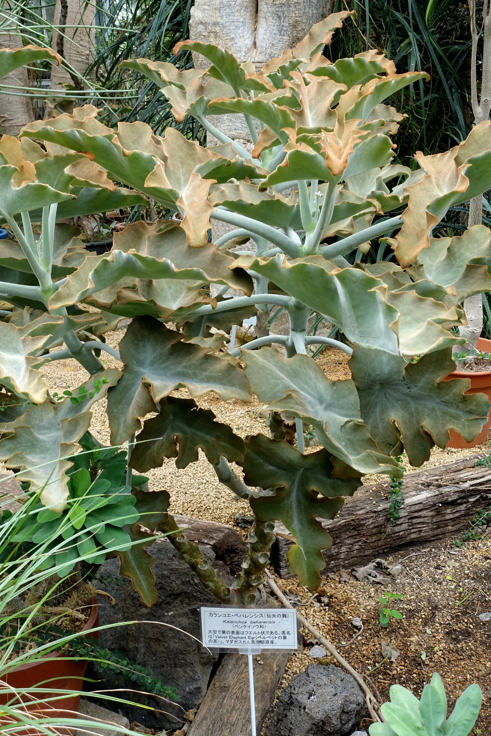 Felt Plant Or Bush, Velvetleaf (Kalanchoe Beharensis) — and reaches an approximate height of 3-5 feet with a spread of 2-3 feet; incorporating the, image 60