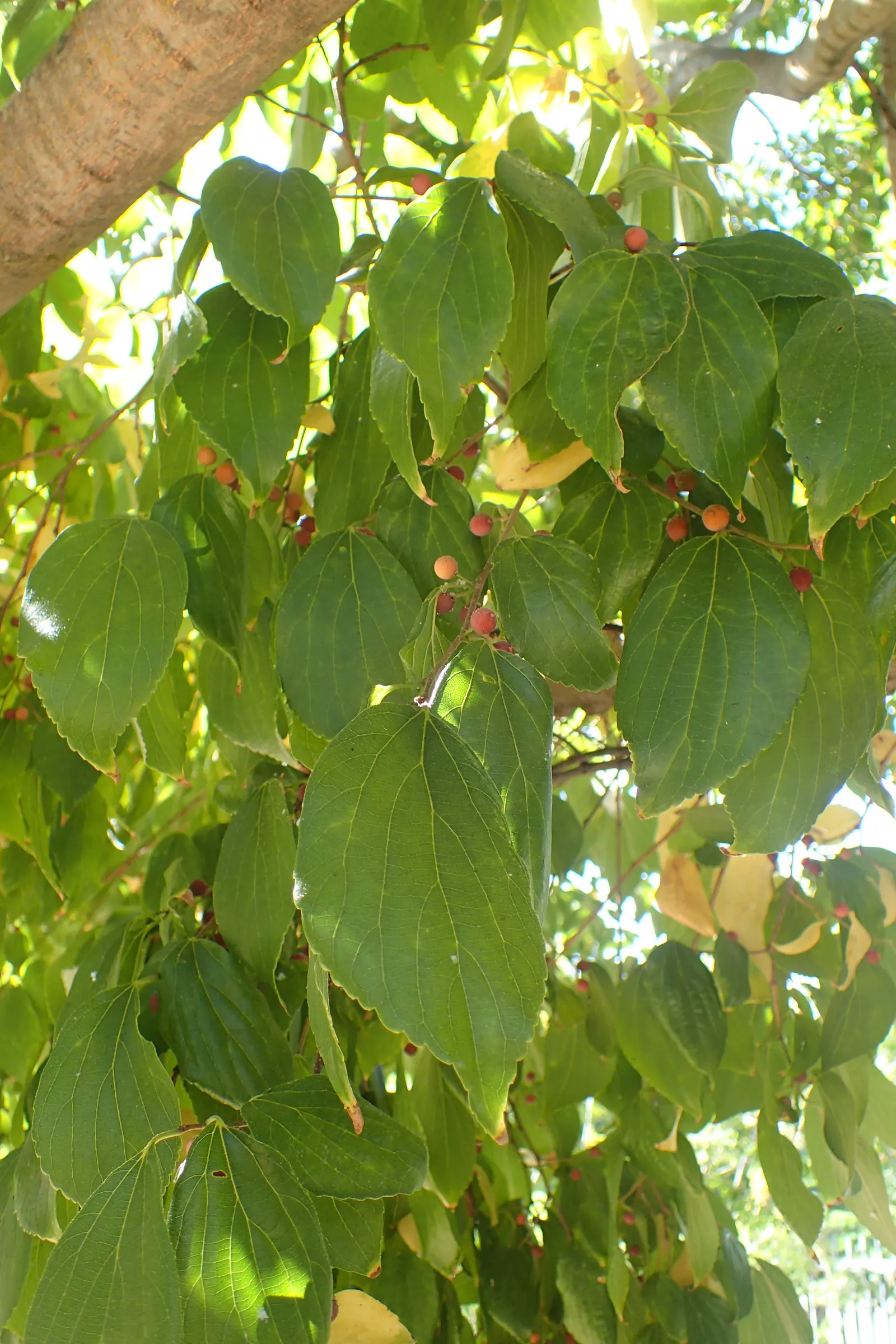 Chinese Hackberry (Celtis Sinensis) — it provides robust urban tolerance and requires low maintenance; adaptable to various soils