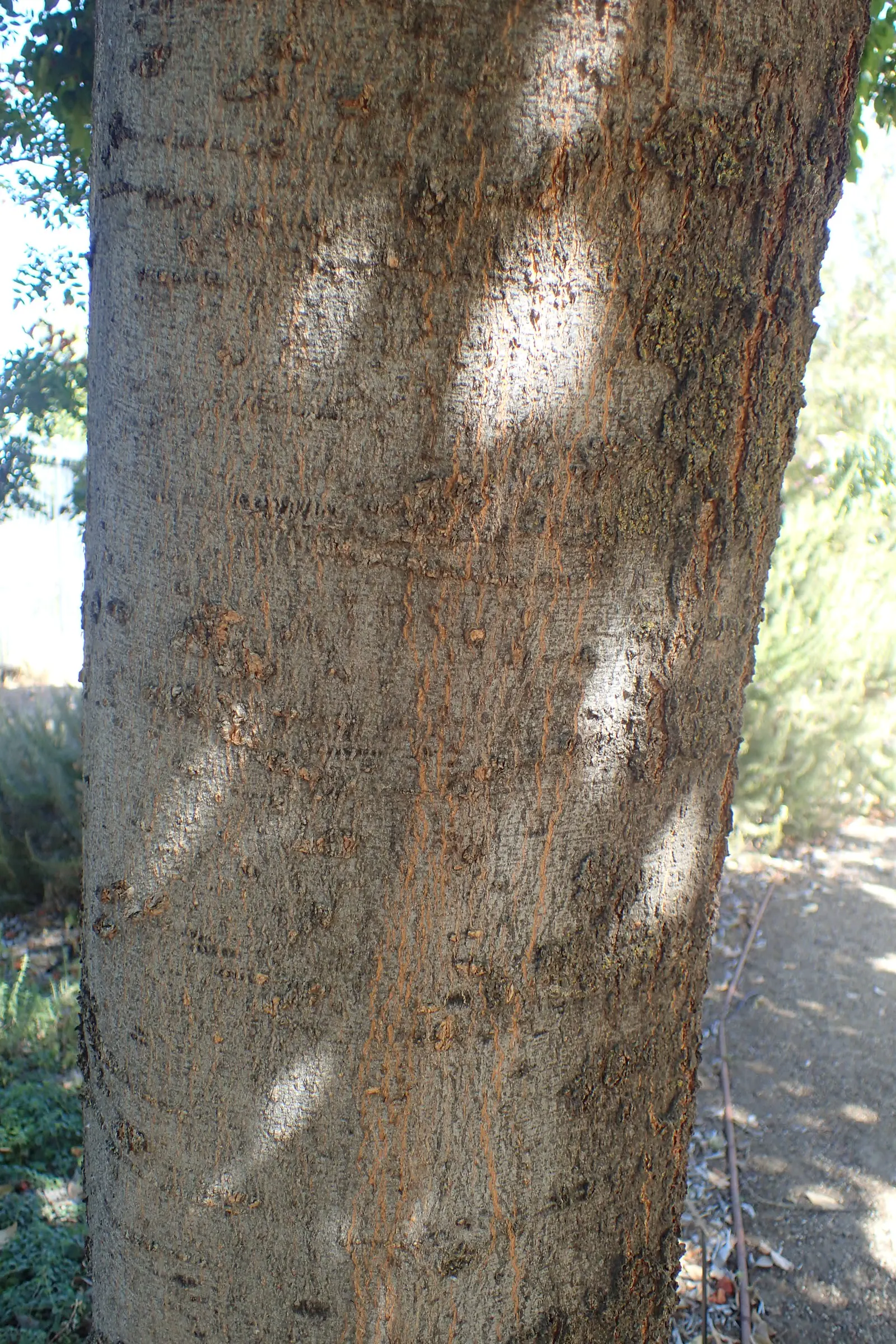 Chinese Hackberry (Celtis Sinensis) — attracting diverse wildlife