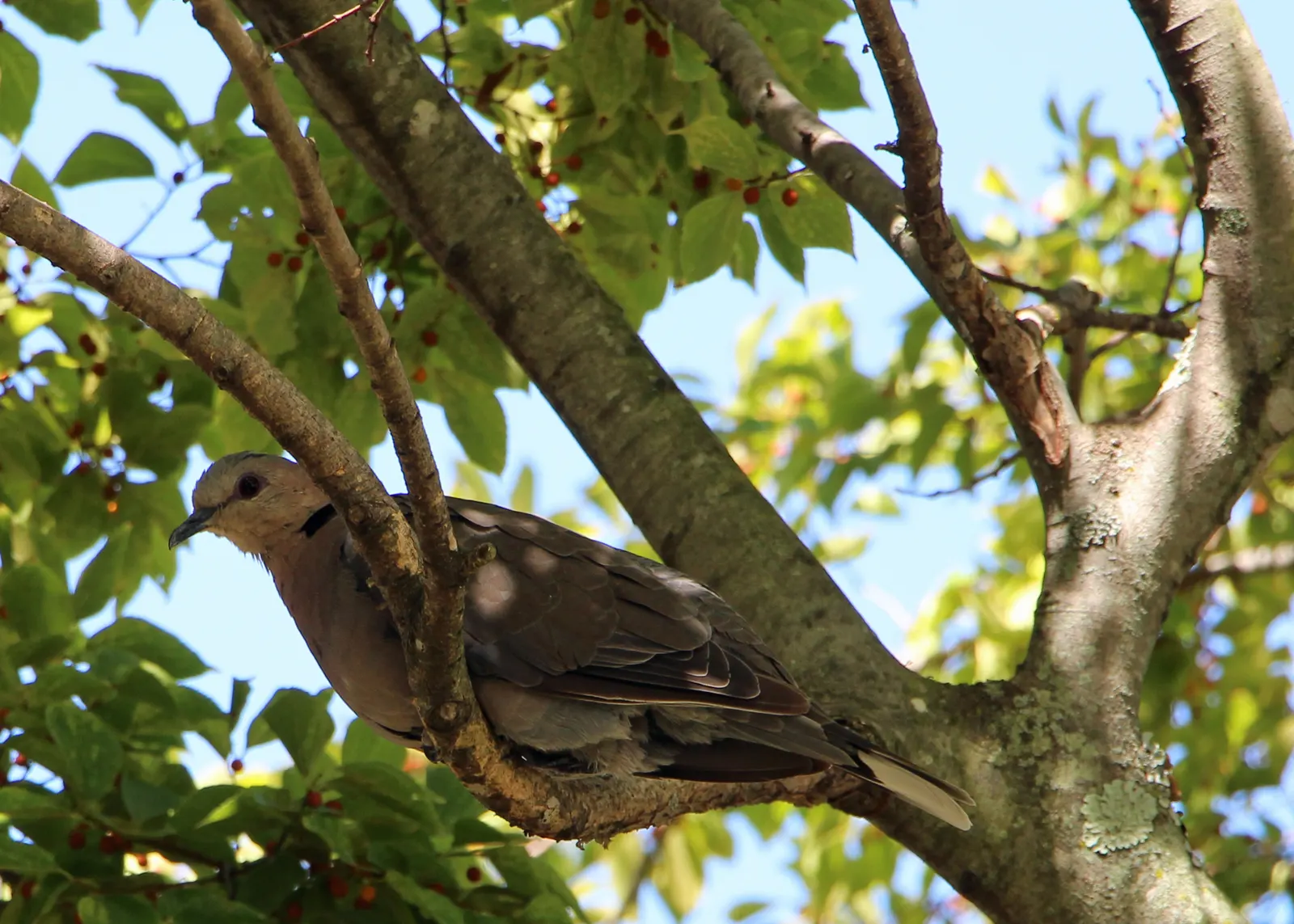Chinese Hackberry (Celtis Sinensis) — providing a food source for wildlife during the colder months.<br><br>Well-suited to urban environments; these fruits may