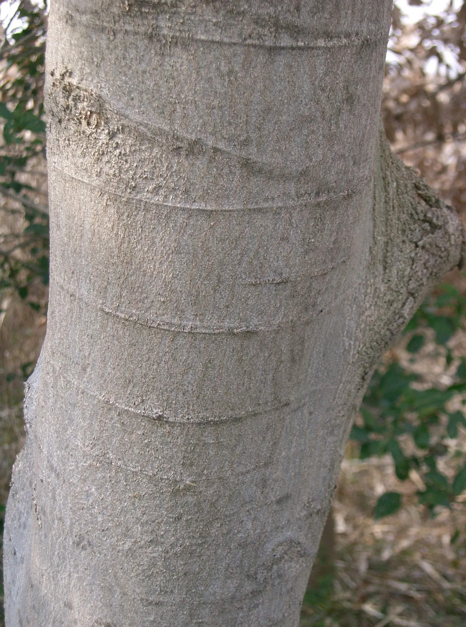 Chinese Hackberry (Celtis Sinensis) — Adaptable to various soils; it's a low-maintenance choice for gardeners