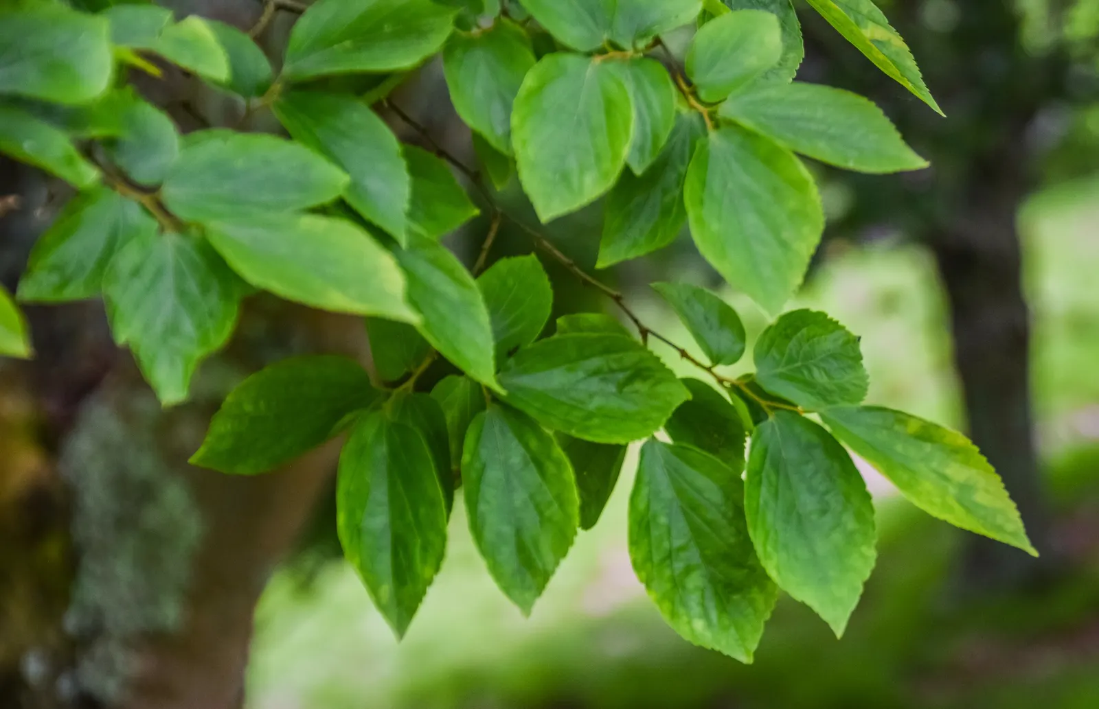 Chinese Hackberry (Celtis Sinensis) — Celtis sinensis is tolerant of drought