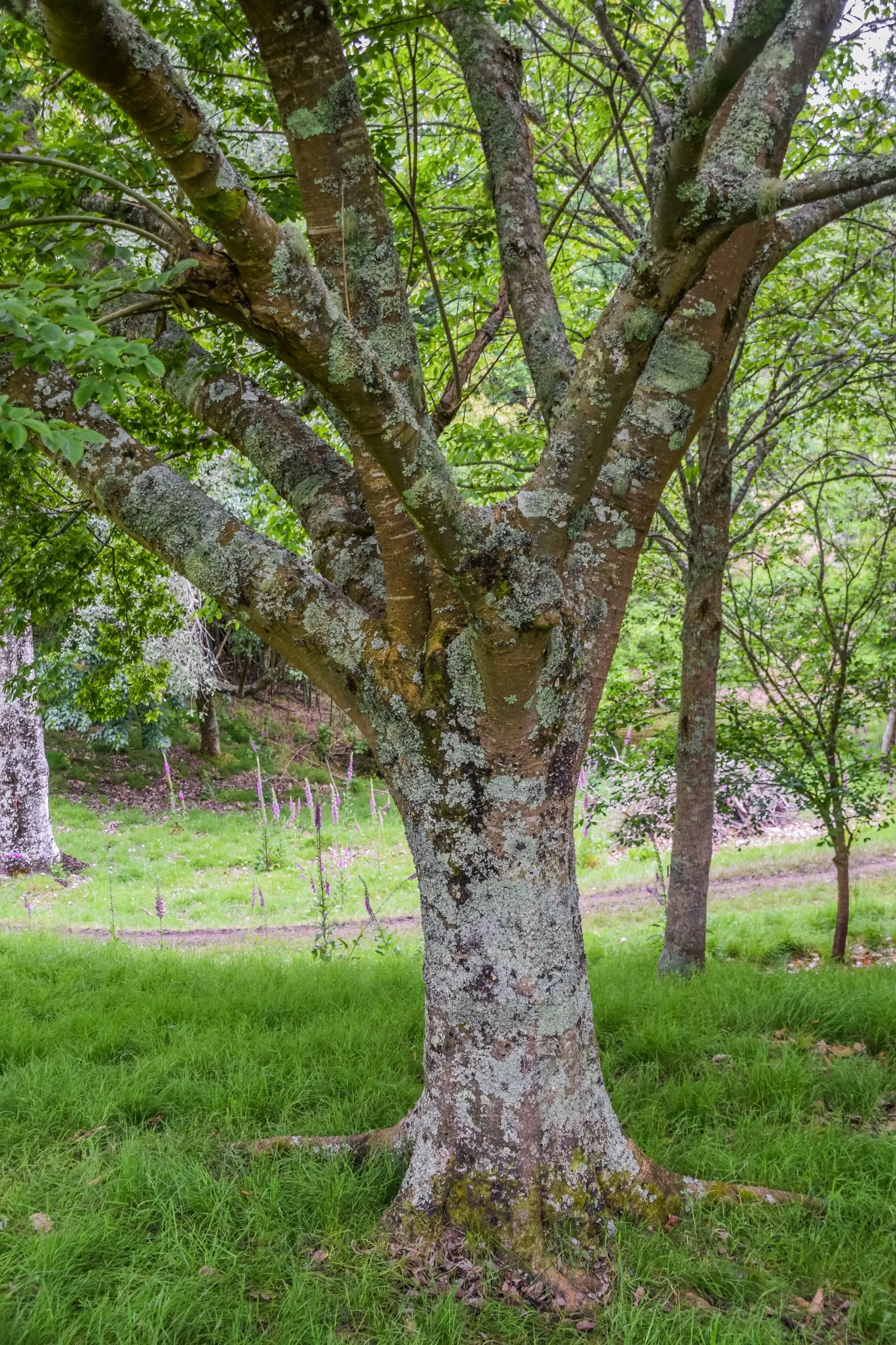 Chinese Hackberry (Celtis Sinensis) — It's a low-maintenance choice for gardeners