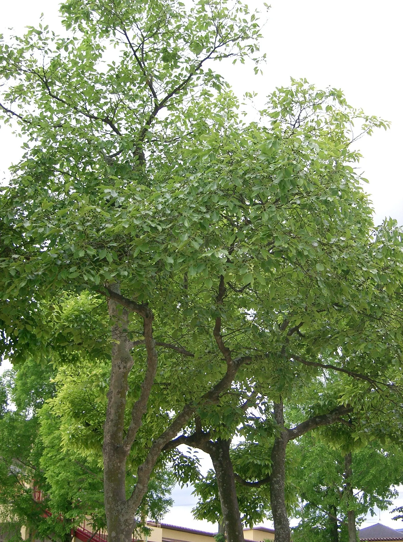 Chinese Hackberry (Celtis Sinensis) — and from acidic to alkaline pH levels; its canopy provides a round to spreading shape