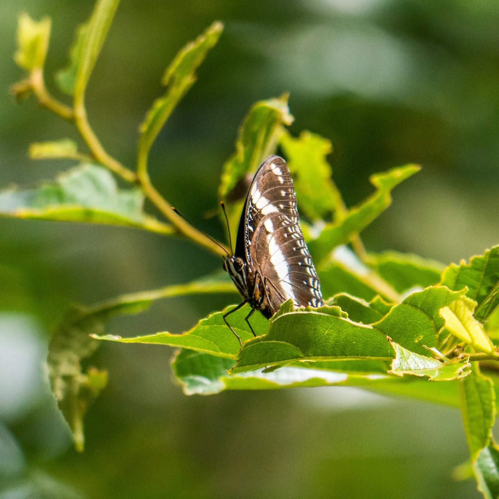 Chinese Hackberry (Celtis Sinensis) — making it an excellent choice for both public and private landscapes; its canopy provides a round to spreading shape
