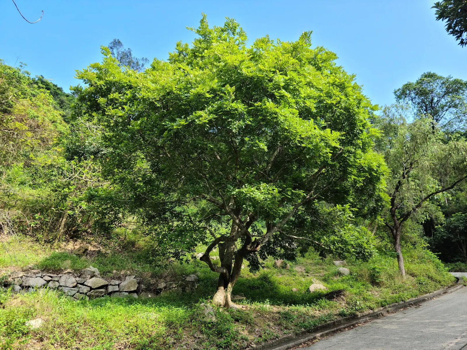 Chinese Hackberry (Celtis Sinensis) — These fruits may persist into the winter