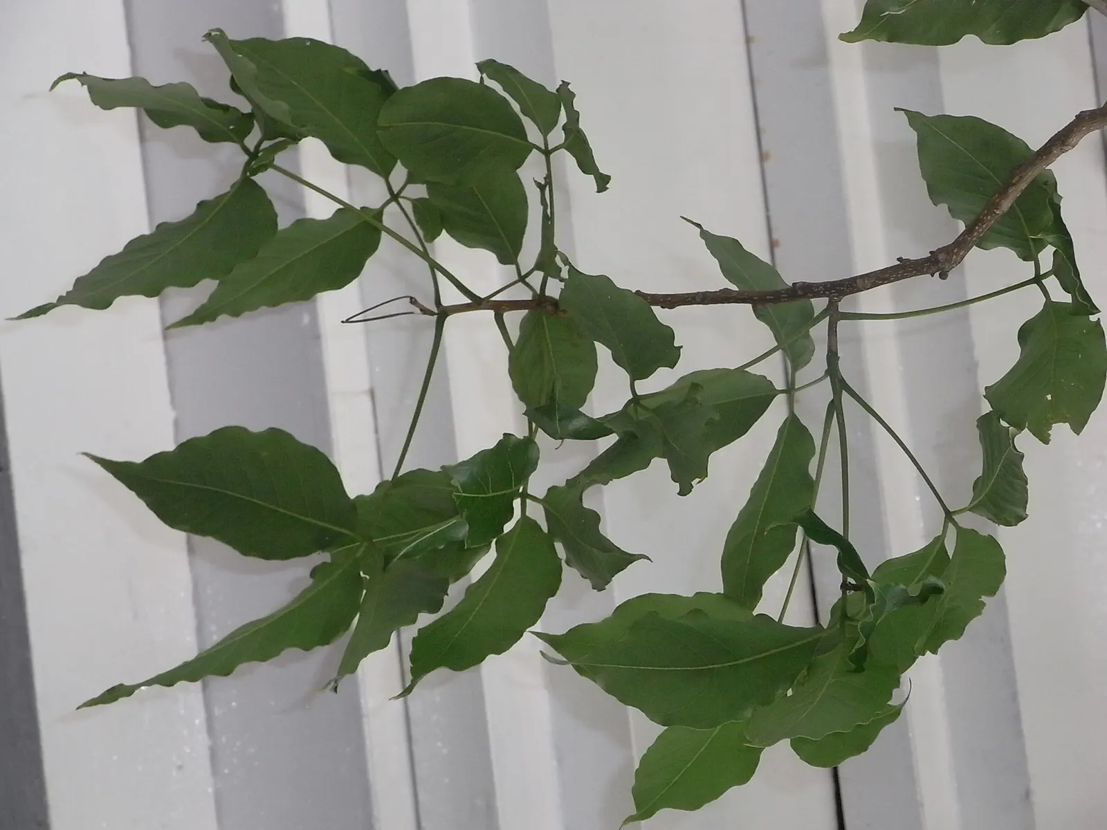 Chinese Hackberry (Celtis Sinensis) — making it a suitable choice for a range of landscape designs; it's a low-maintenance choice for gardeners