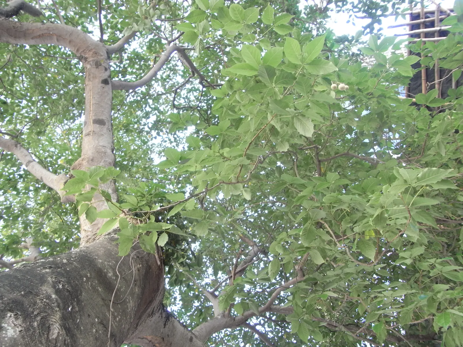 Chinese Hackberry (Celtis Sinensis) — When designing, space trees approximately 20 to 30 feet apart to accommodate their mature spread