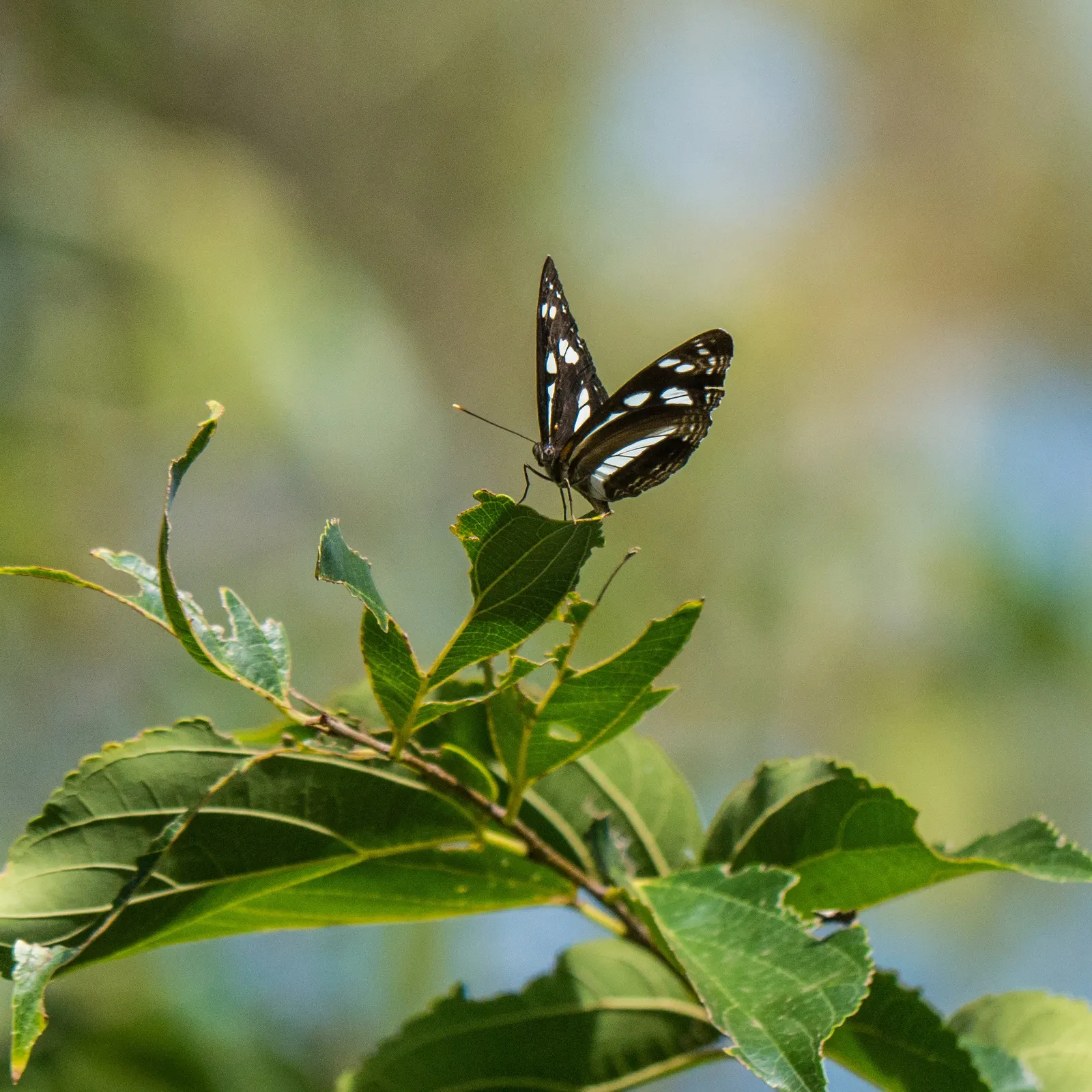 Chinese Hackberry (Celtis Sinensis) — tree for full or half; it's a low-maintenance choice for gardeners