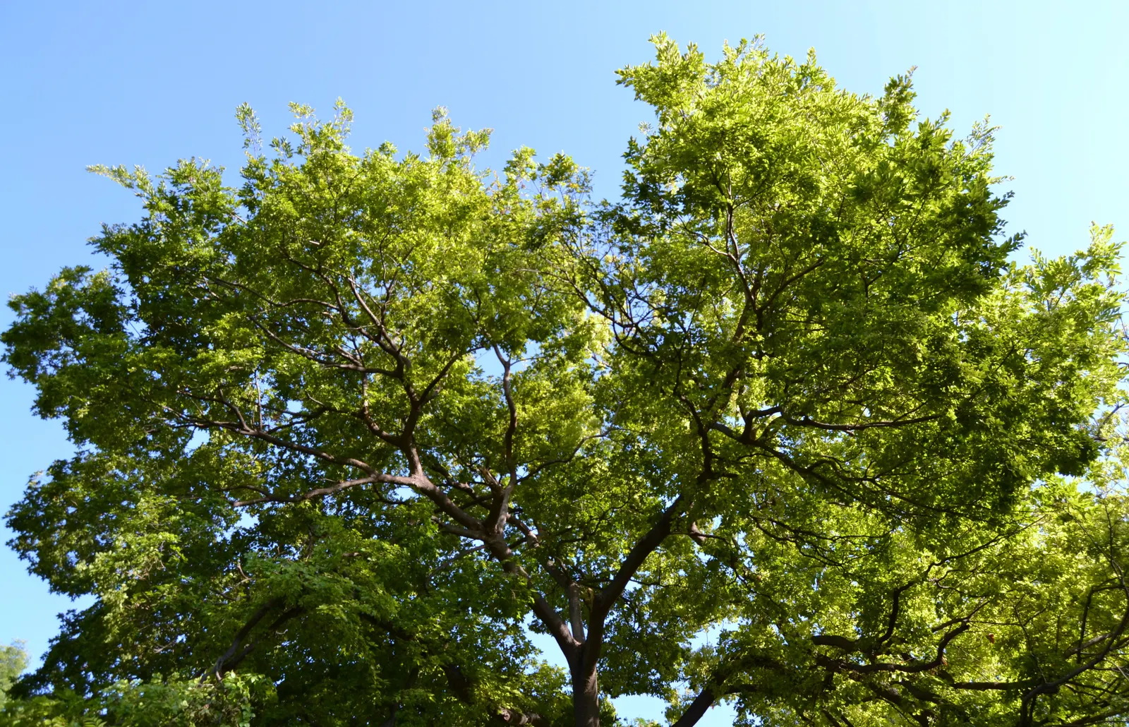 Chinese Hackberry (Celtis Sinensis) — airy structure.<br><br>Characterized by its smooth; adaptable to various soils