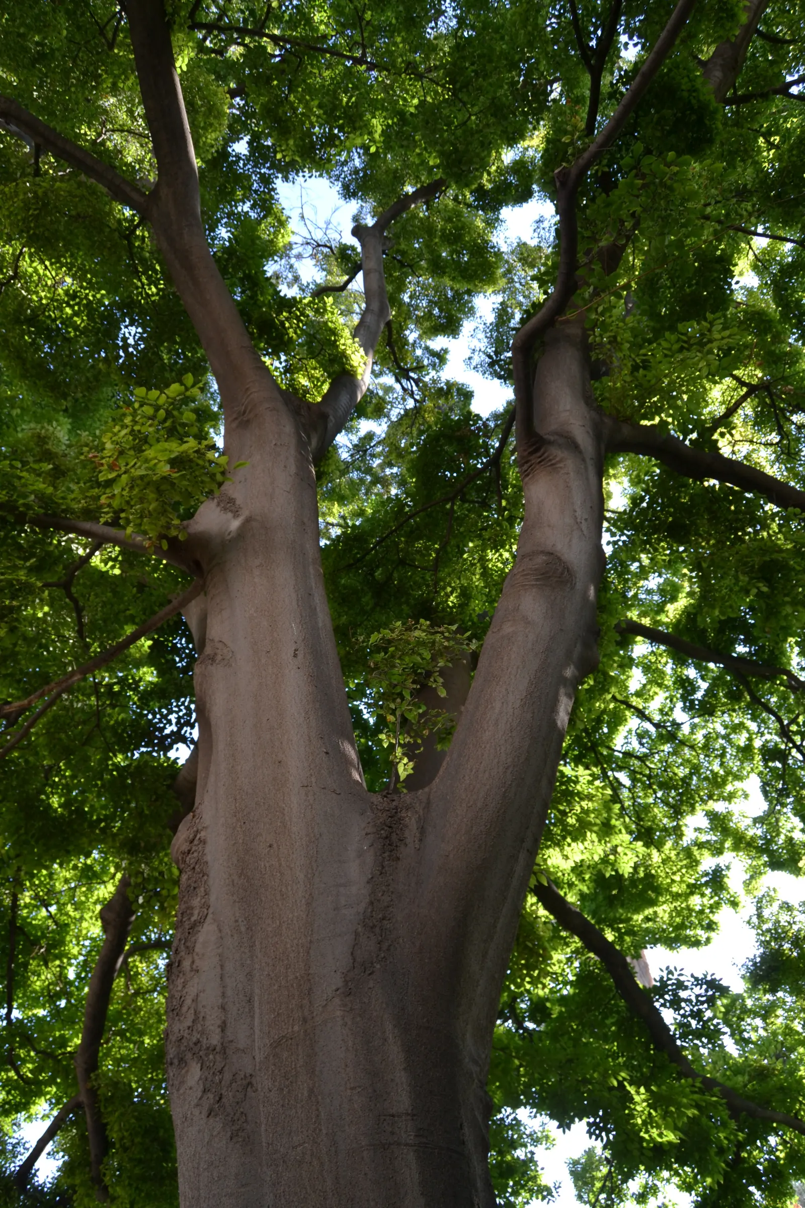 Chinese Hackberry (Celtis Sinensis) — though some specimens can extend upwards to 60 feet under optimal conditions