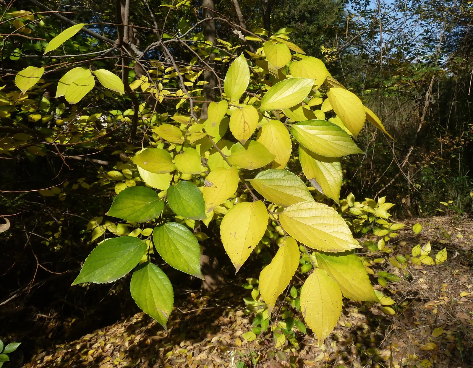 Chinese Hackberry (Celtis Sinensis) — which are attractive to various bird species and are typically about 1/4 to 1/3 inches in diameter; adaptable to various