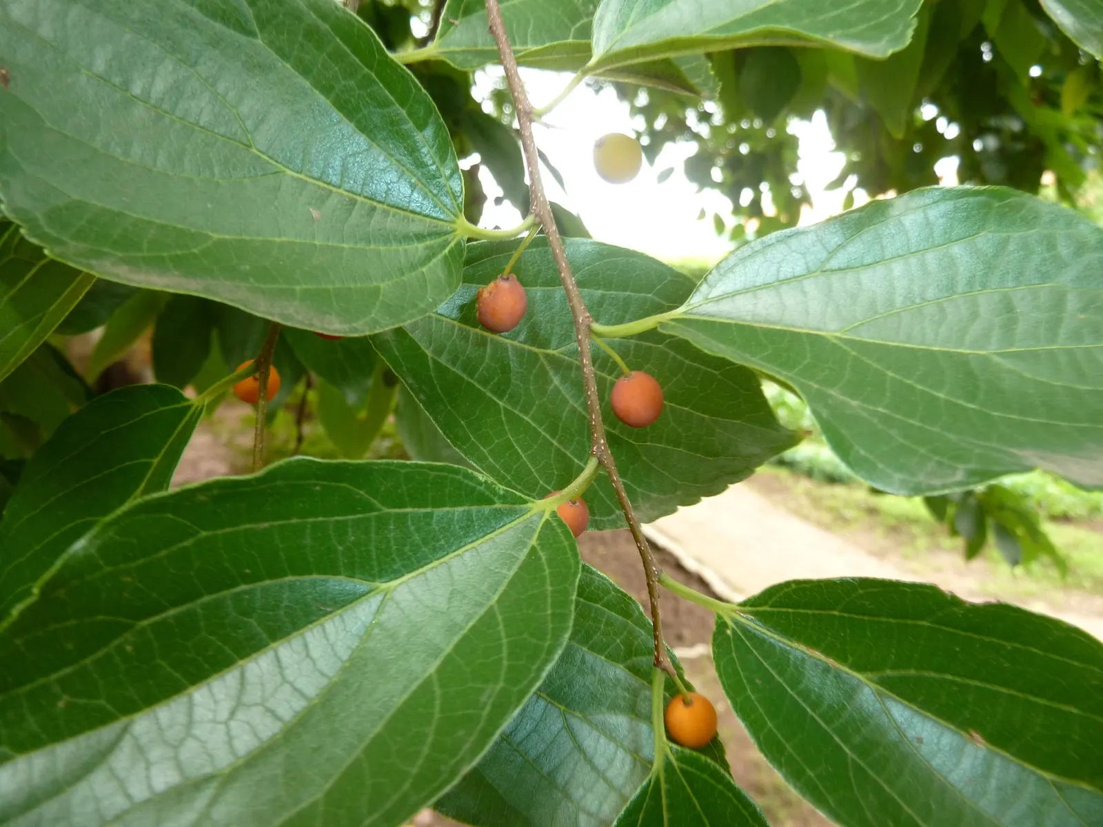 Chinese Hackberry (Celtis Sinensis) — though some specimens can extend upwards to 60 feet under optimal conditions; its canopy provides a round to spreading
