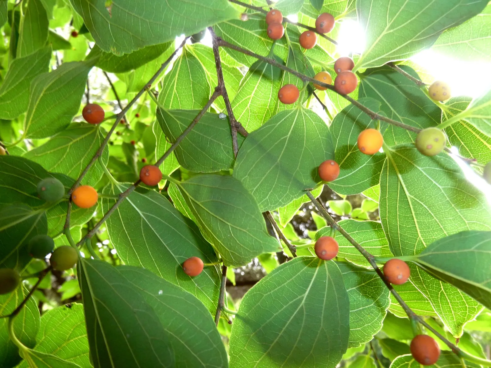 Chinese Hackberry (Celtis Sinensis) — it provides robust urban tolerance and requires low maintenance