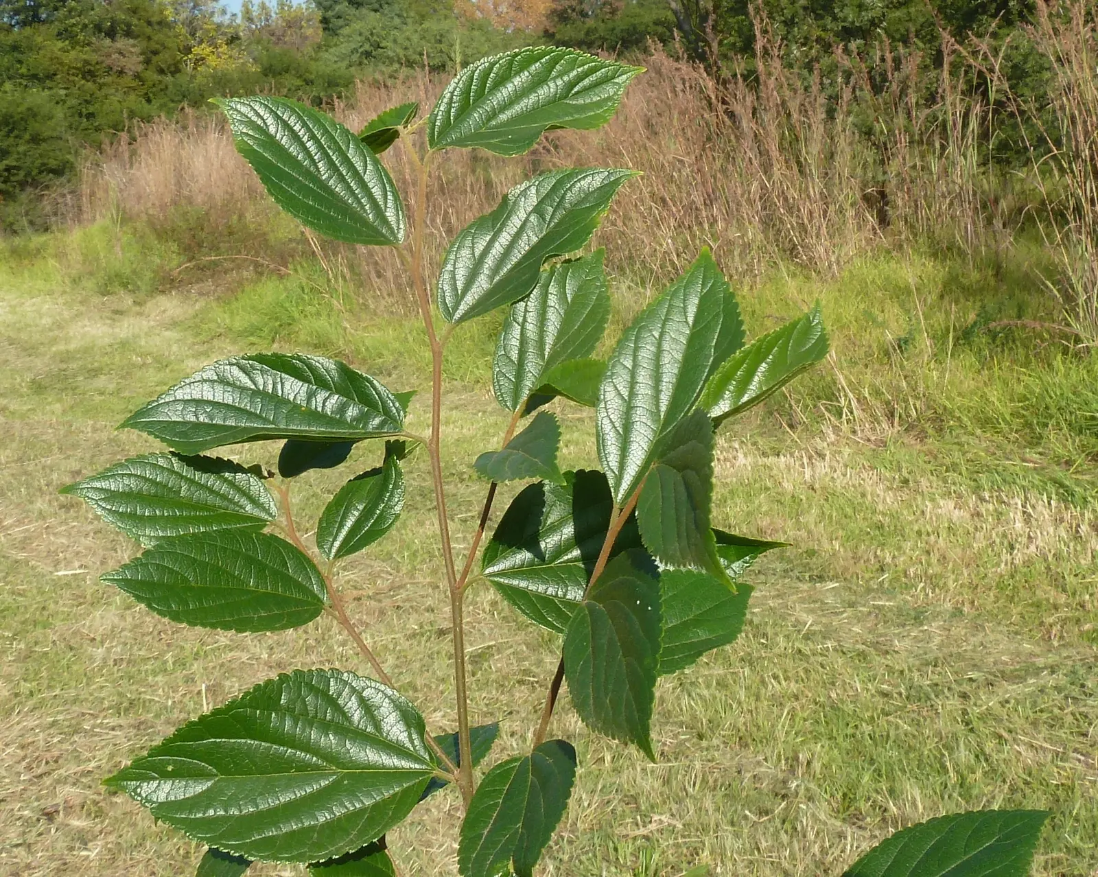 Chinese Hackberry (Celtis Sinensis) — Providing full sun to partial shade will encourage optimal growth and health of the tree; it's a low-maintenance choice
