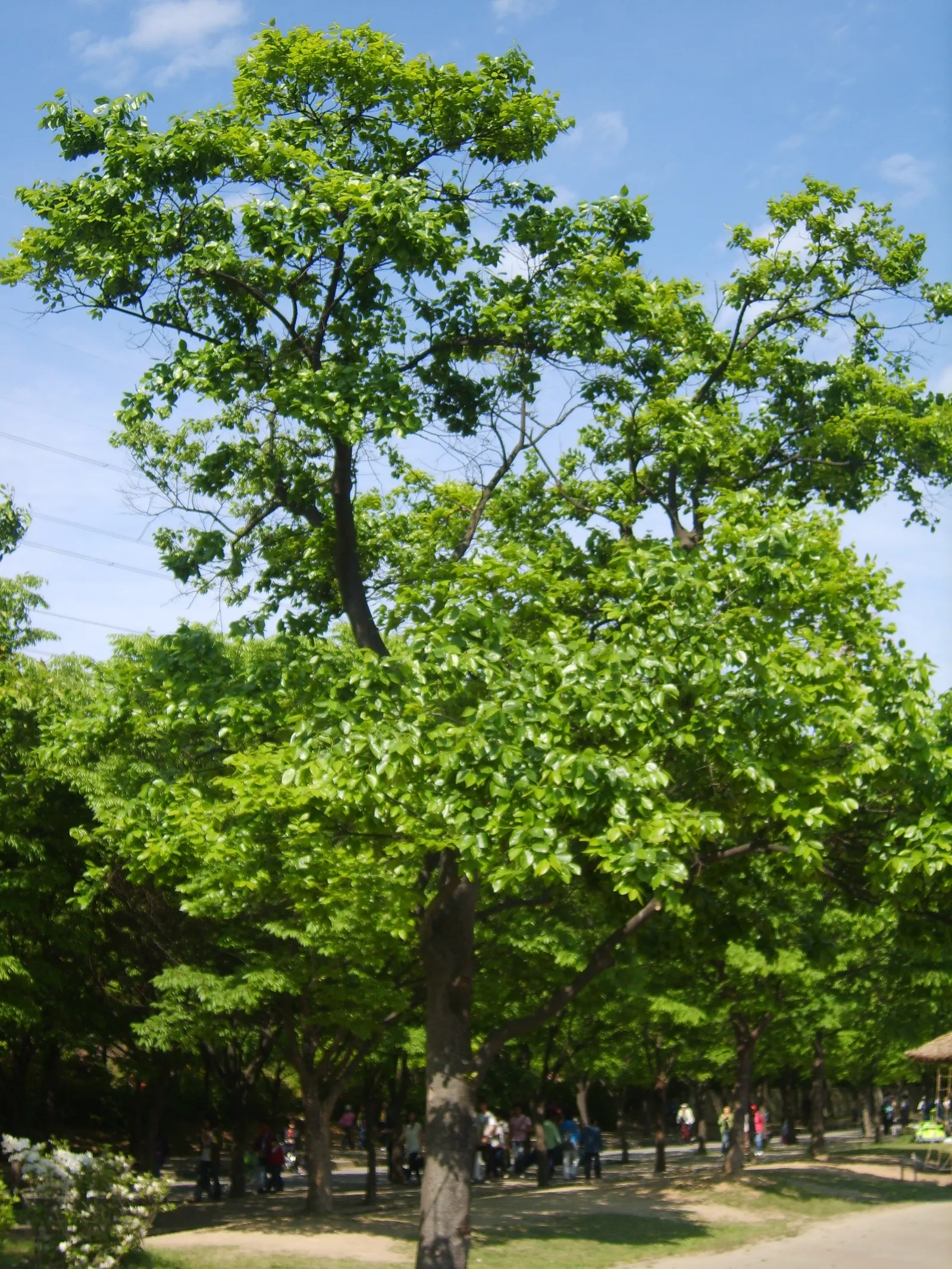 Chinese Hackberry (Celtis Sinensis) — and a range of soil types; adaptable to various soils