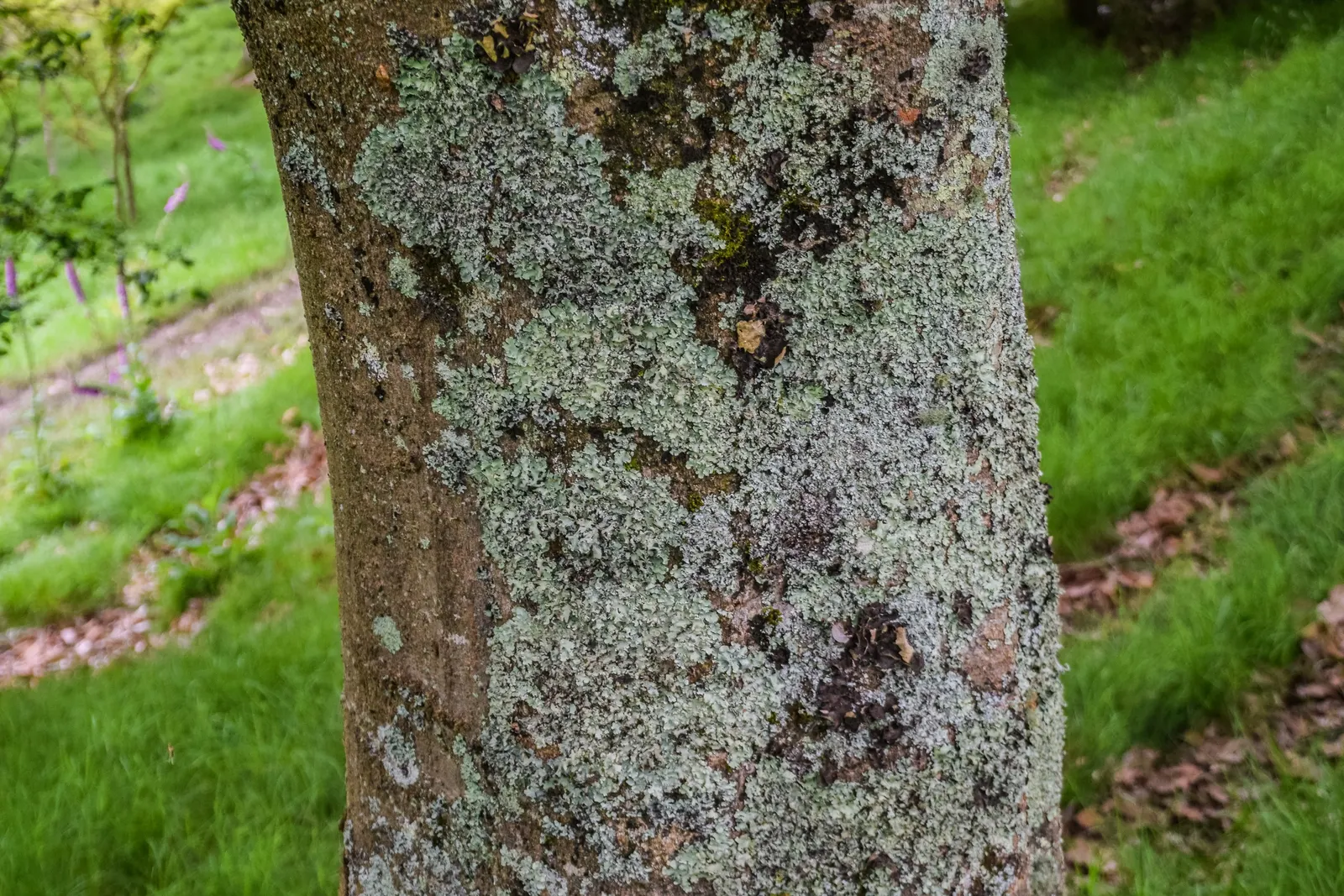 Chinese Hackberry (Celtis Sinensis) — making it an excellent choice for both public and private landscapes