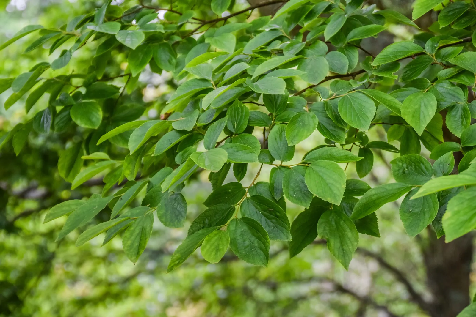 Chinese Hackberry (Celtis Sinensis) — This species typically reaches a height of 30 to 50 feet with a similar spread; adaptable to various soils