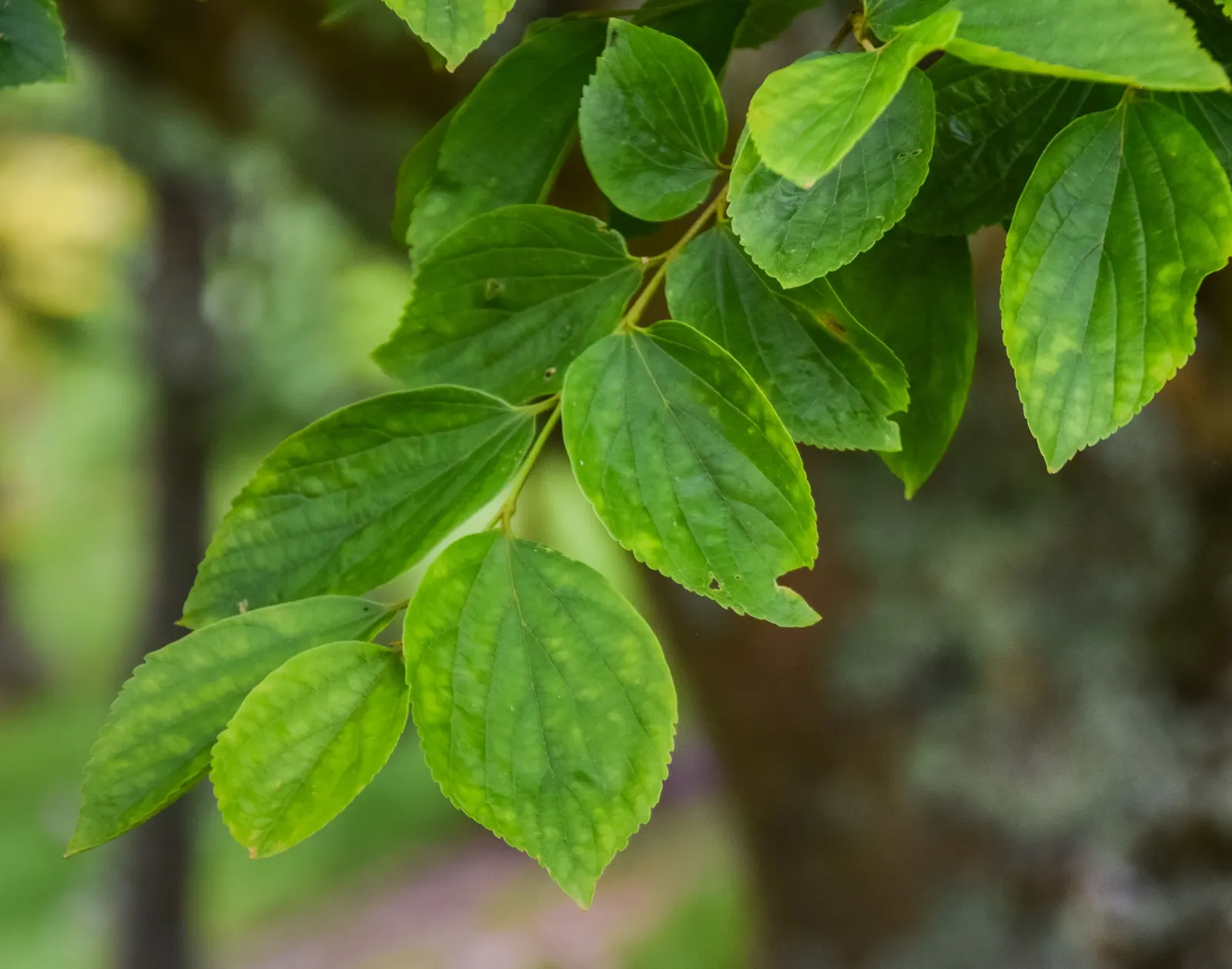 Chinese Hackberry (Celtis Sinensis) — Adaptable to various soils