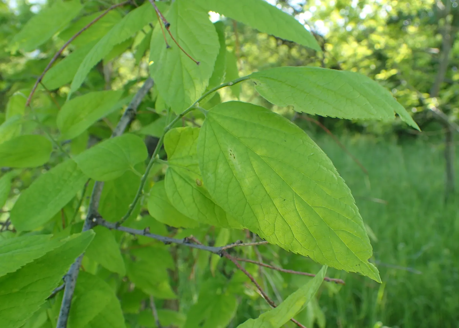 Chinese Hackberry (Celtis Sinensis) — the Chinese Hackberry transitions into a golden-yellow canvas in the fall; these fruits may persist into the winter
