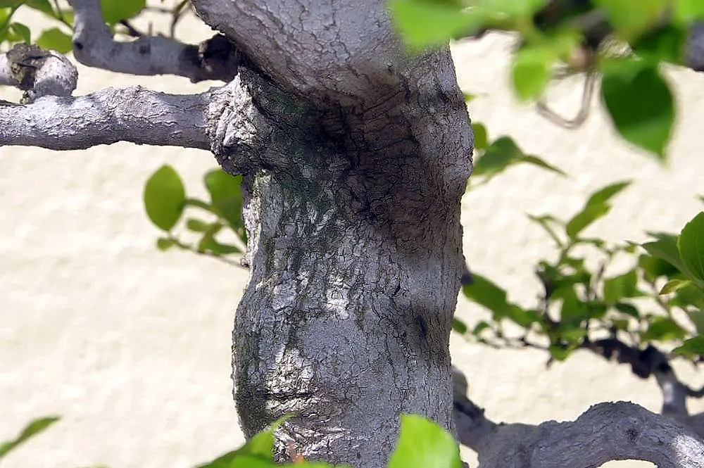 Chinese Hackberry (Celtis Sinensis) — and from acidic to alkaline pH levels