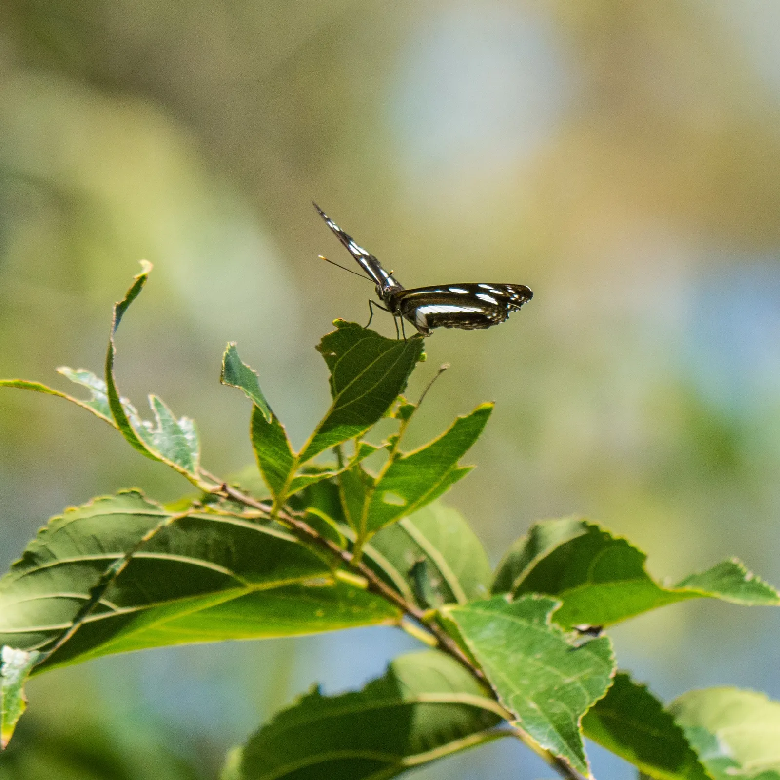 Chinese Hackberry (Celtis Sinensis) — Celtis sinensis, or Chinese Hackberry, is a versatile deciduous tree thriving in USDA zones 6-9