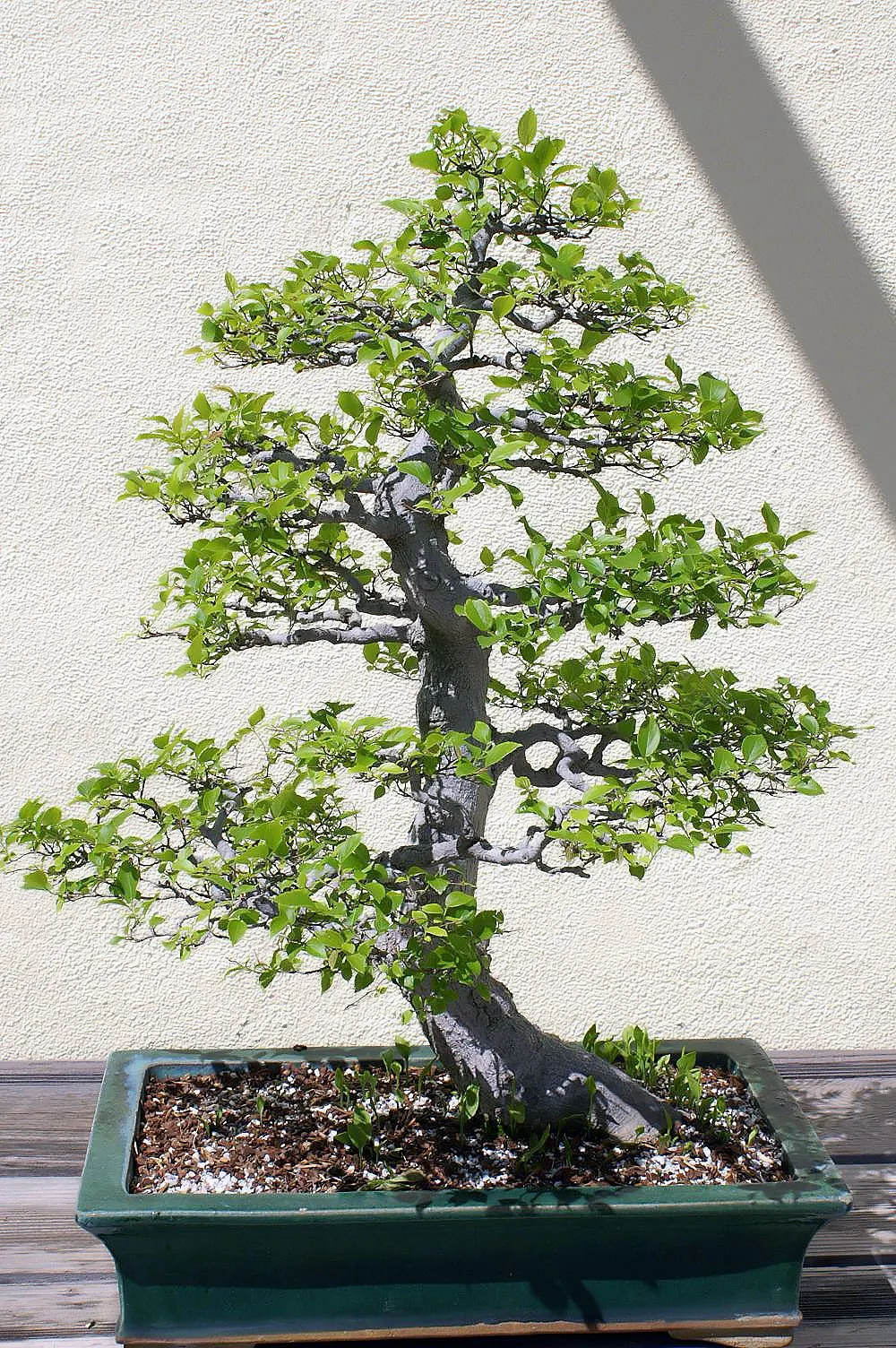 Chinese Hackberry (Celtis Sinensis) — Providing full sun to partial shade will encourage optimal growth and health of the tree