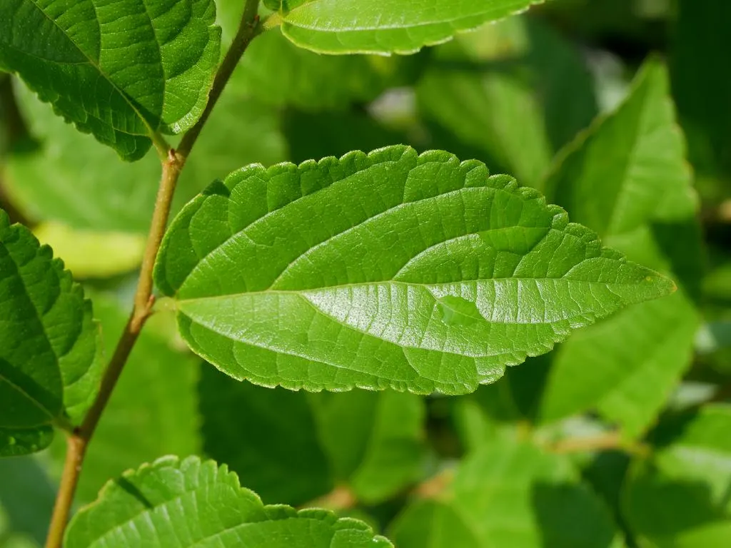 Chinese Hackberry (Celtis Sinensis) — tree for full or half
