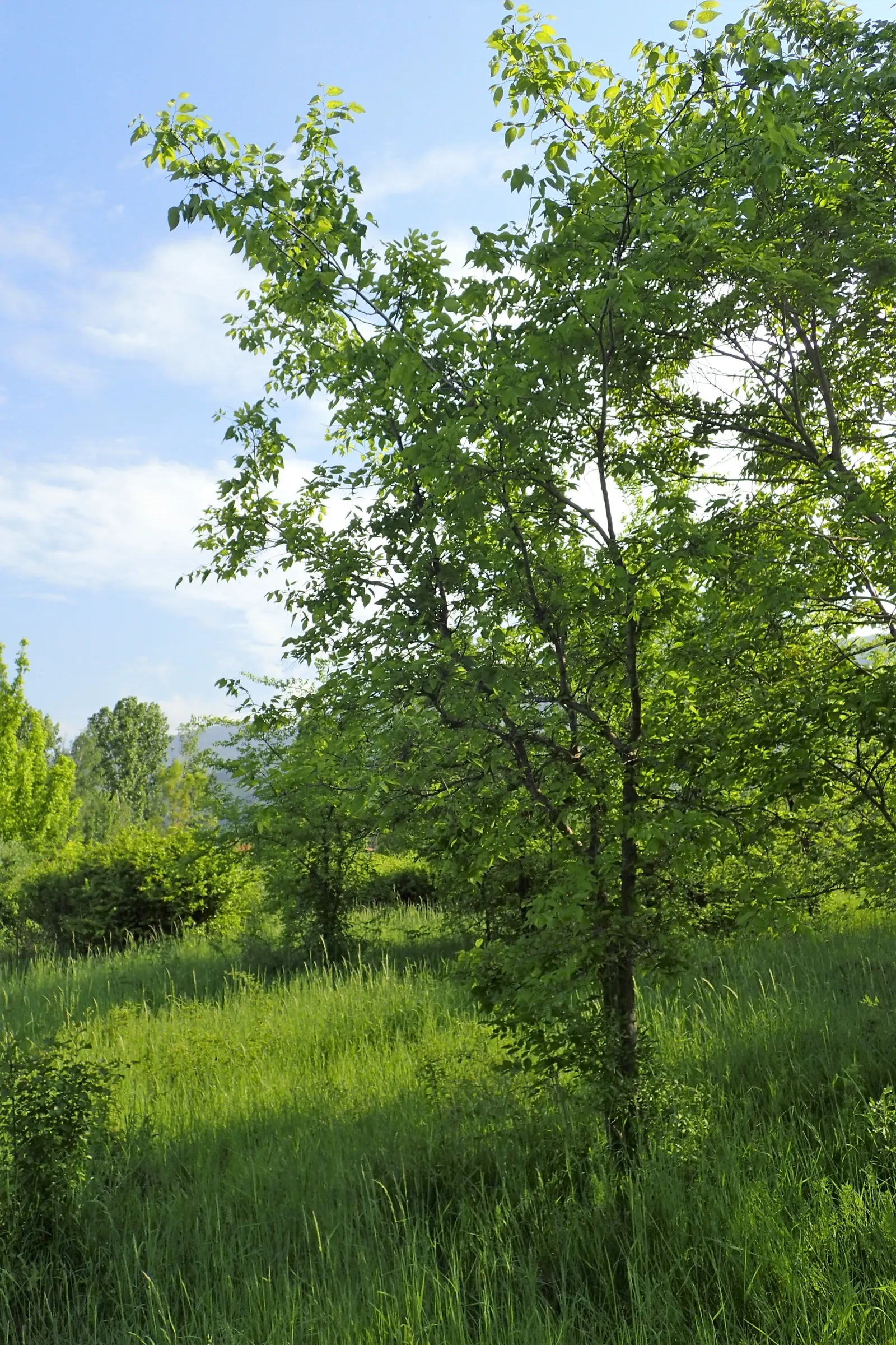 Chinese Hackberry (Celtis Sinensis) — These fruits may persist into the winter; its canopy provides a round to spreading shape