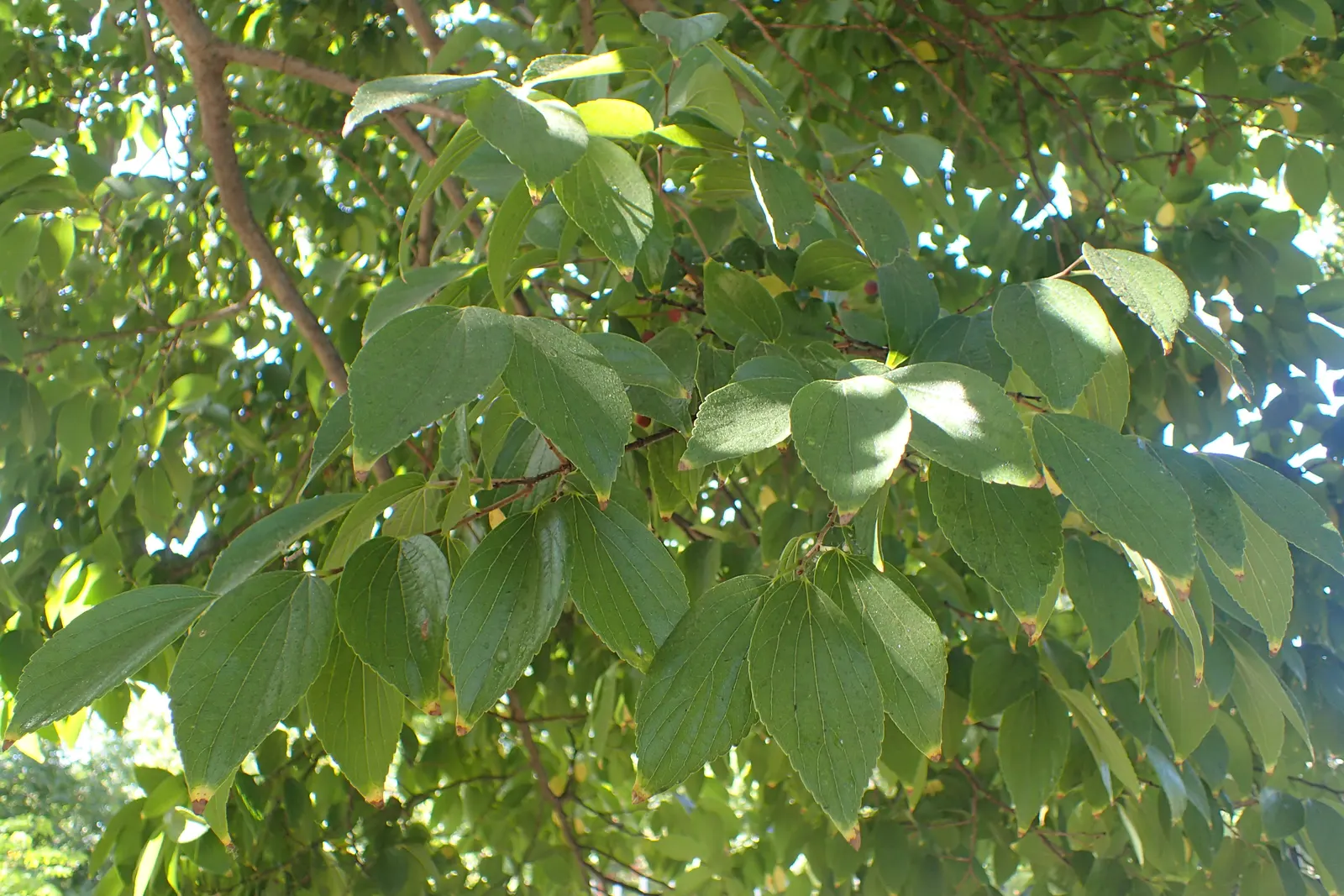 Chinese Hackberry (Celtis Sinensis) — gray bark and elegantly serrated; its canopy provides a round to spreading shape