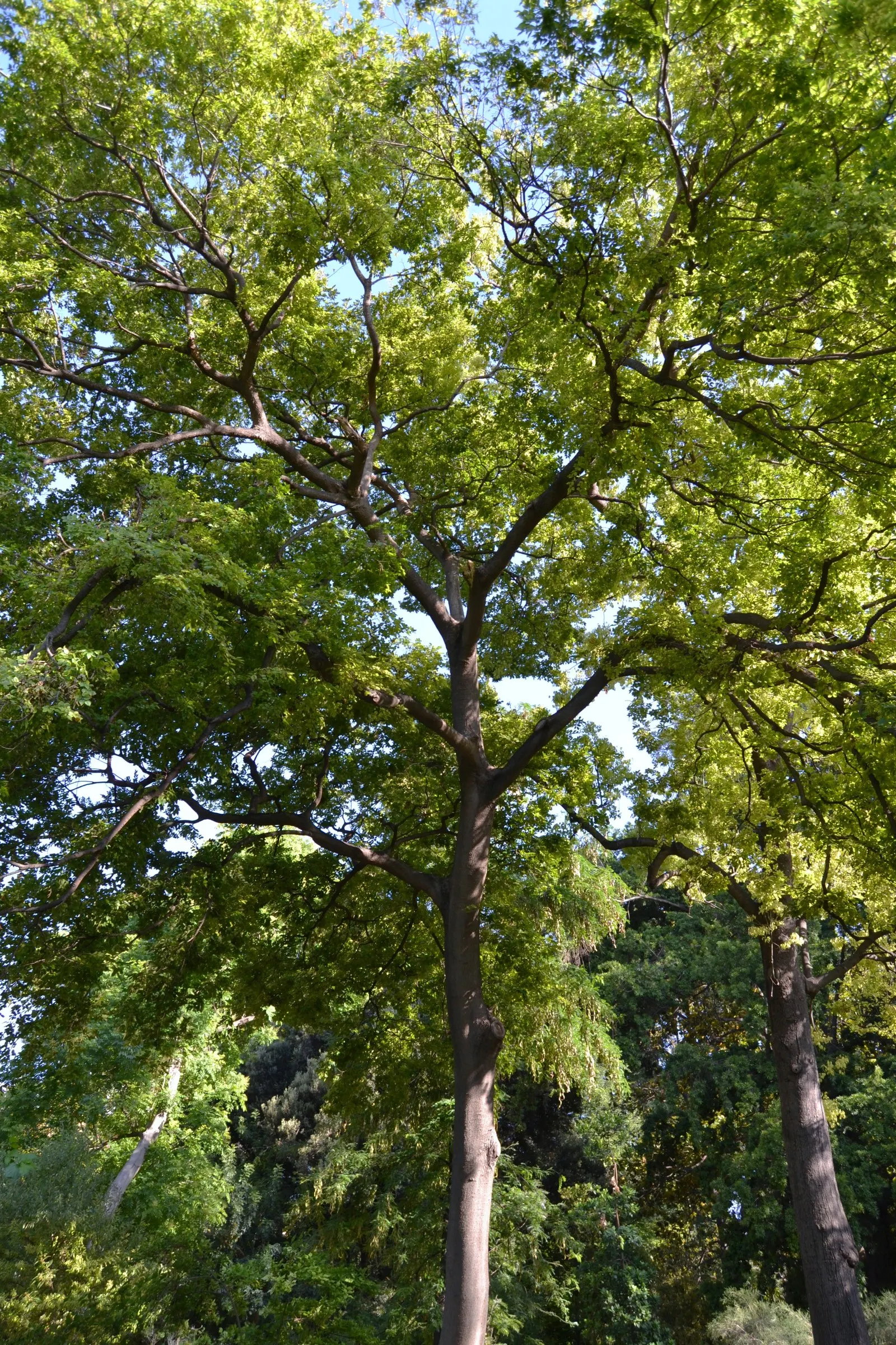 Chinese Hackberry (Celtis Sinensis) — It reaches up to 40-60 feet tall with a spread of 30-50 feet; its canopy provides a round to spreading shape