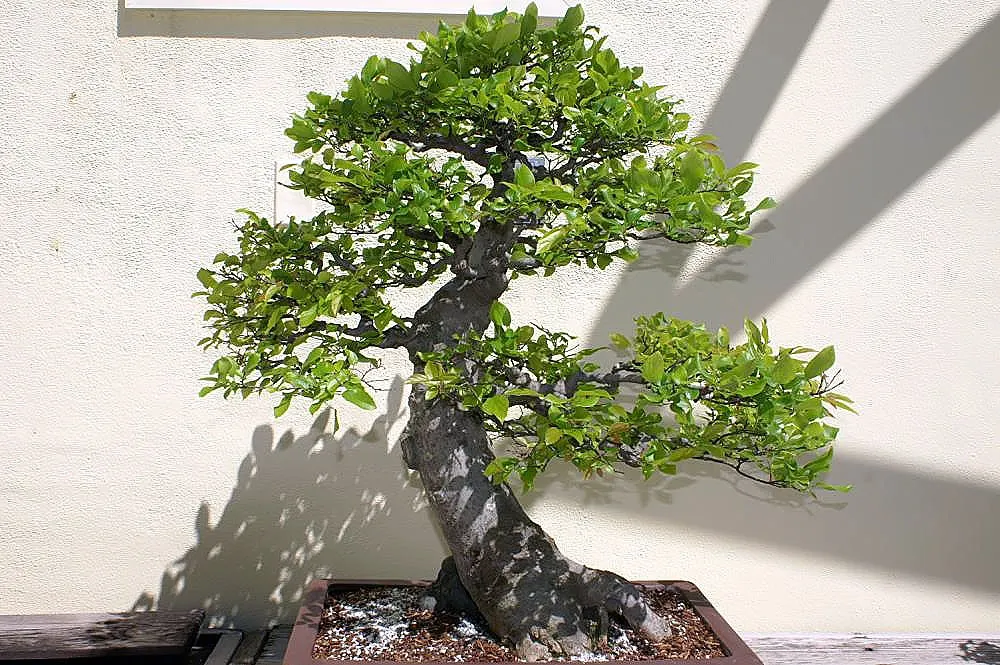 Chinese Hackberry (Celtis Sinensis) — providing a food source for wildlife during the colder months.<br><br>Well-suited to urban environments