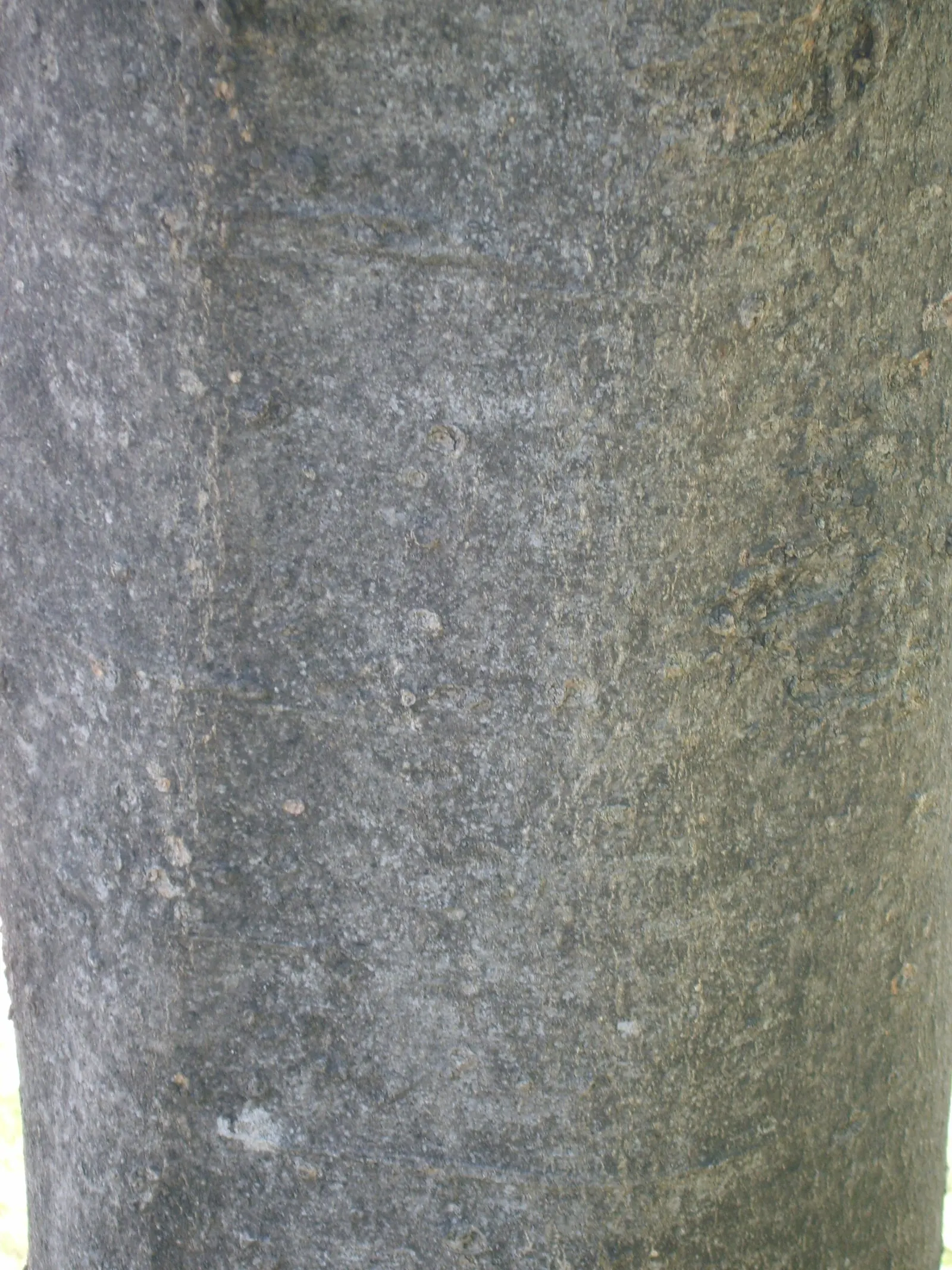 Chinese Hackberry (Celtis Sinensis) — and is generally free from major pest and disease problems