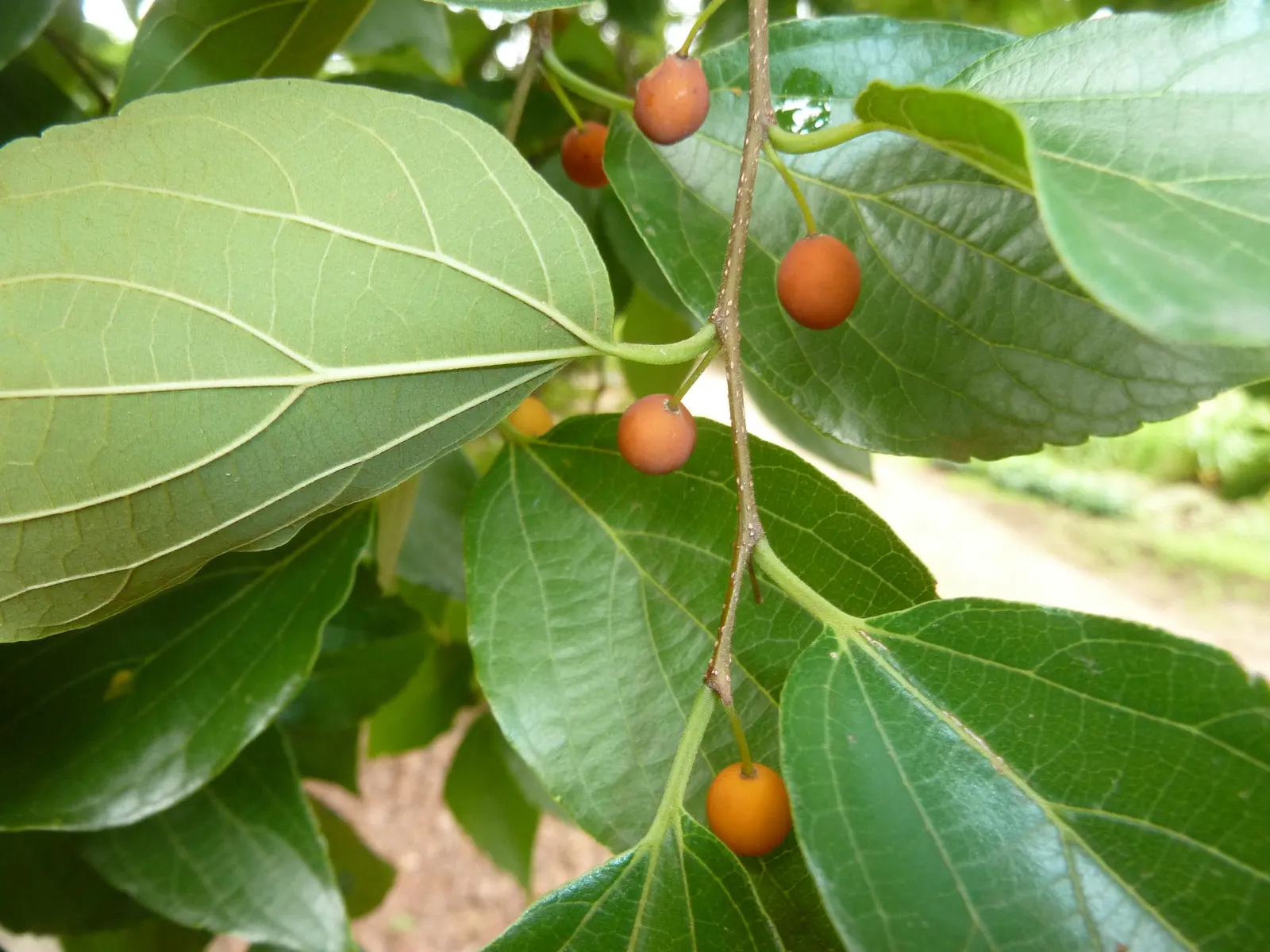 Chinese Hackberry (Celtis Sinensis) — the Chinese Hackberry transitions into a golden-yellow canvas in the fall