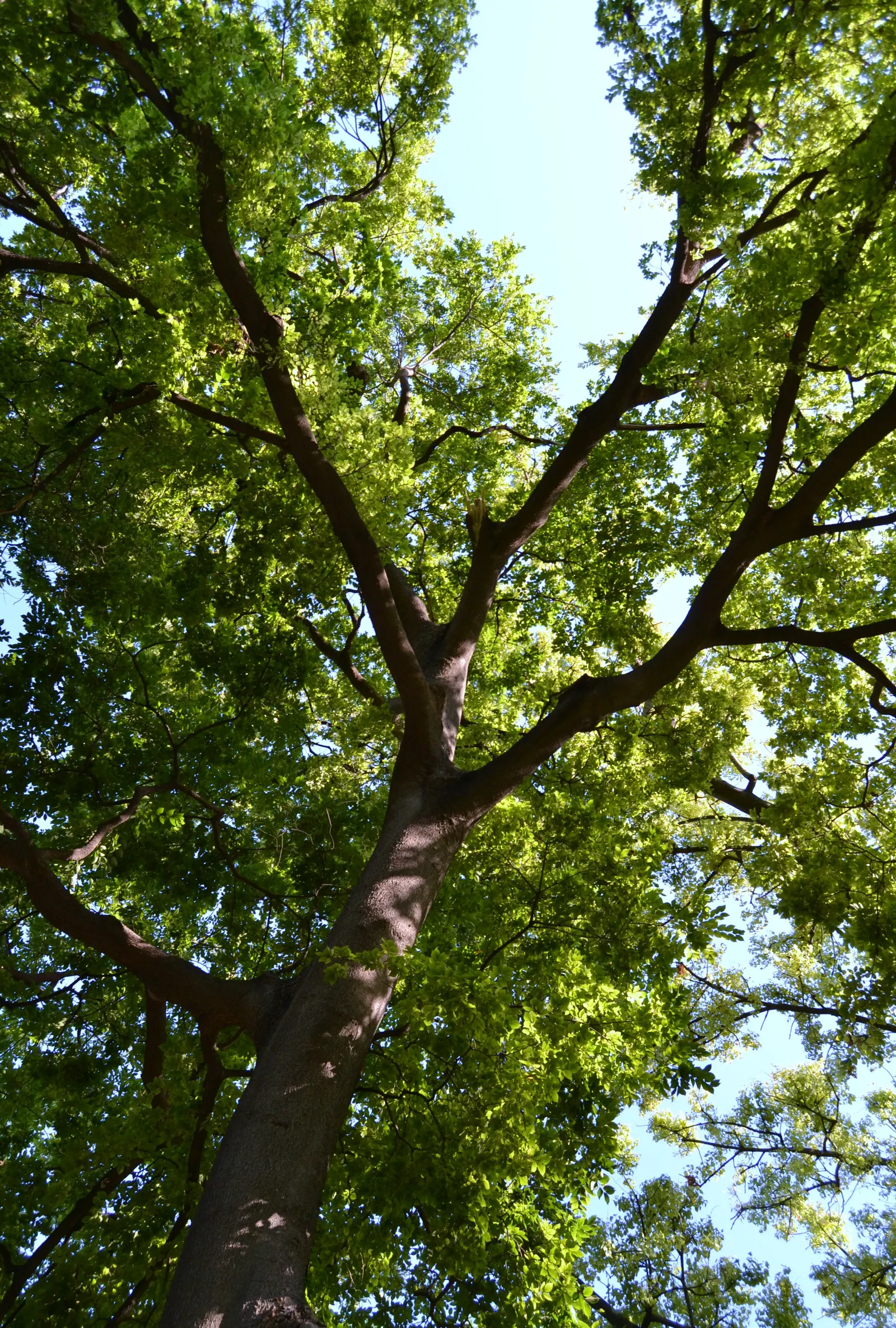 Chinese Hackberry (Celtis Sinensis) — and is generally free from major pest and disease problems; these fruits may persist into the winter