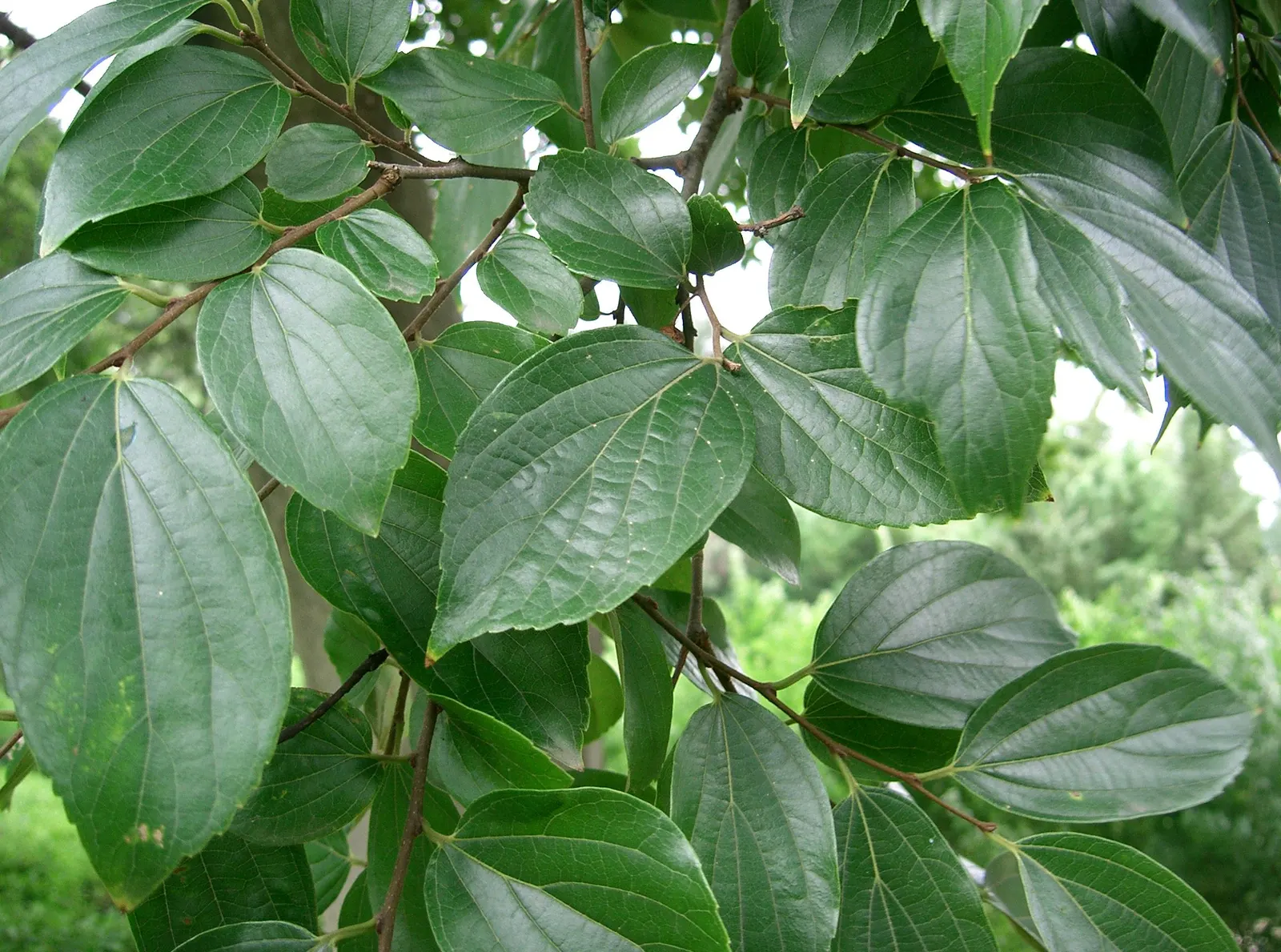 Chinese Hackberry (Celtis Sinensis) — offering moderate shade with a light