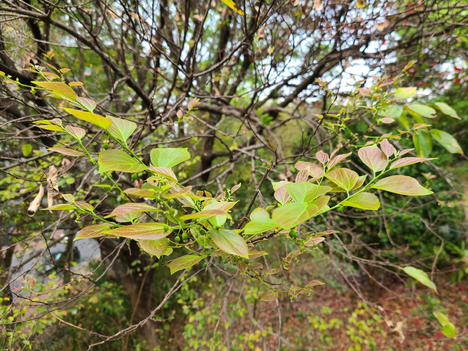 Chinese Hackberry (Celtis Sinensis) — This species typically reaches a height of 30 to 50 feet with a similar spread